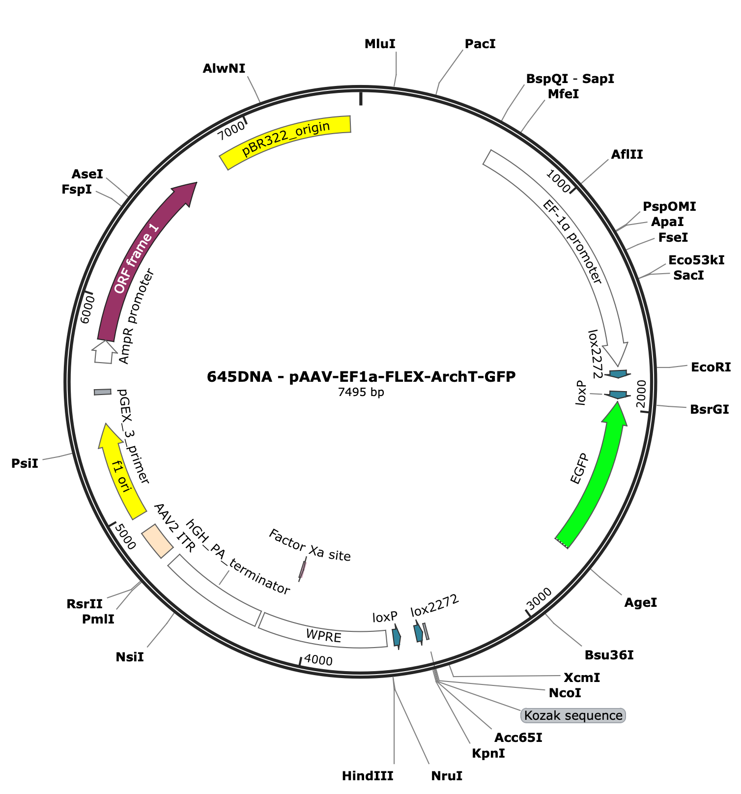 AAV-EF1a-flex-ArchT-EGFP