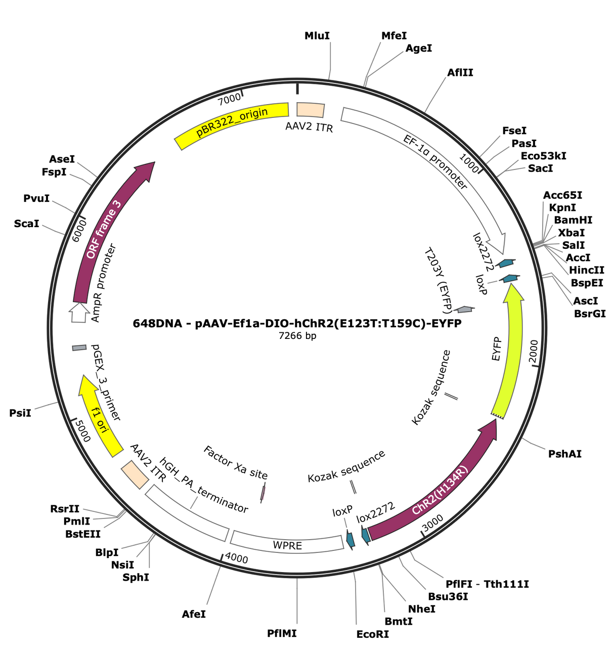 AAV-Ef1a-DIO-hChR2(E123T/T159C)-EYFP