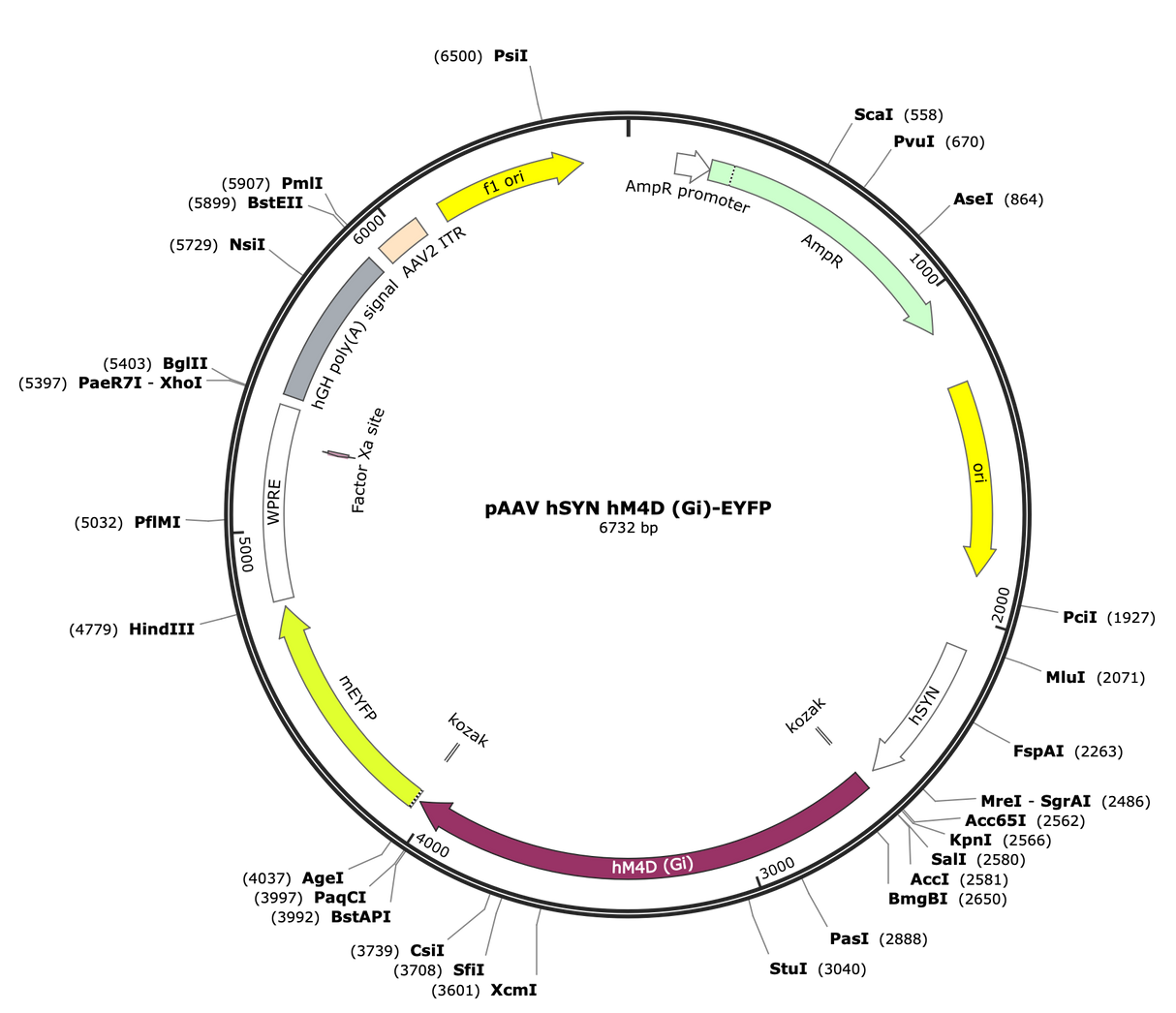 AAV-hSyn-hM4D(Gi)-eYFP