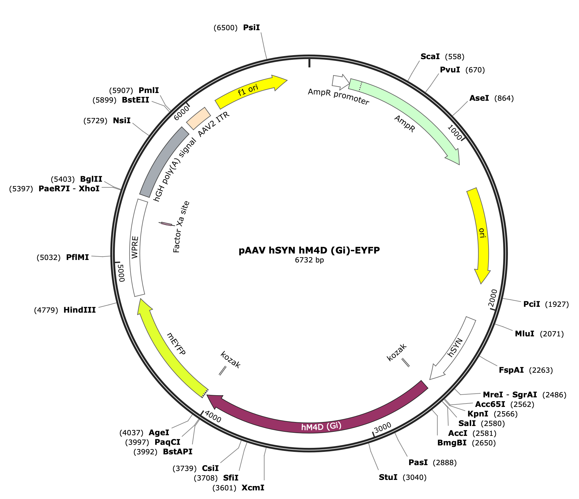 AAV-hSyn-hM4D(Gi)-eYFP