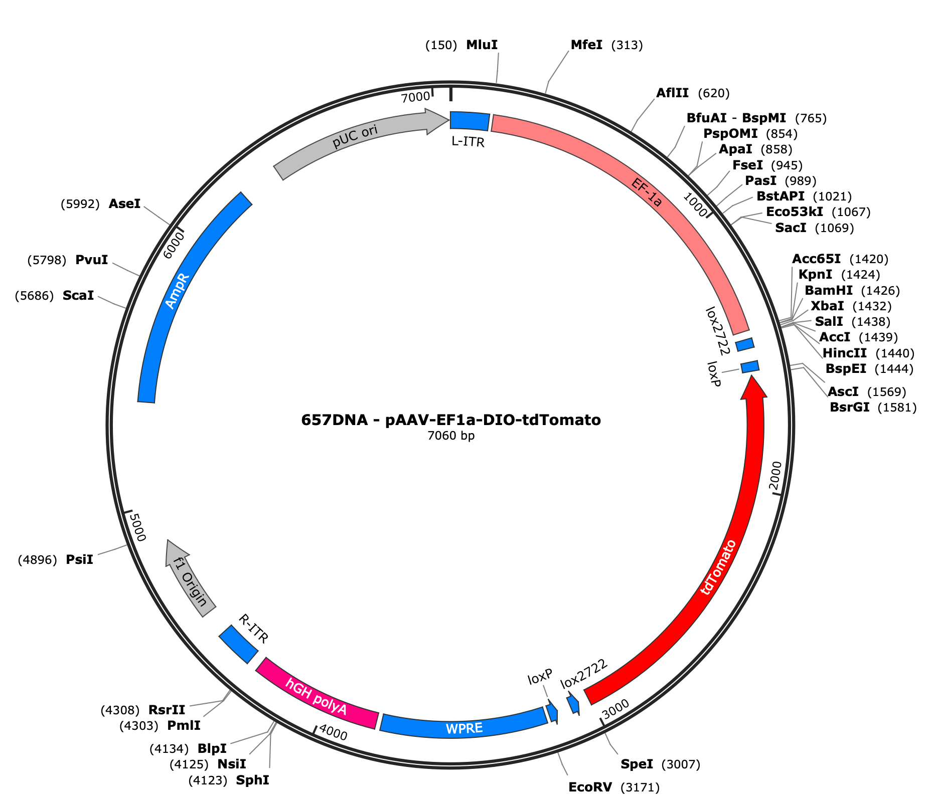 AAV-EF1a-flex-tdTomato