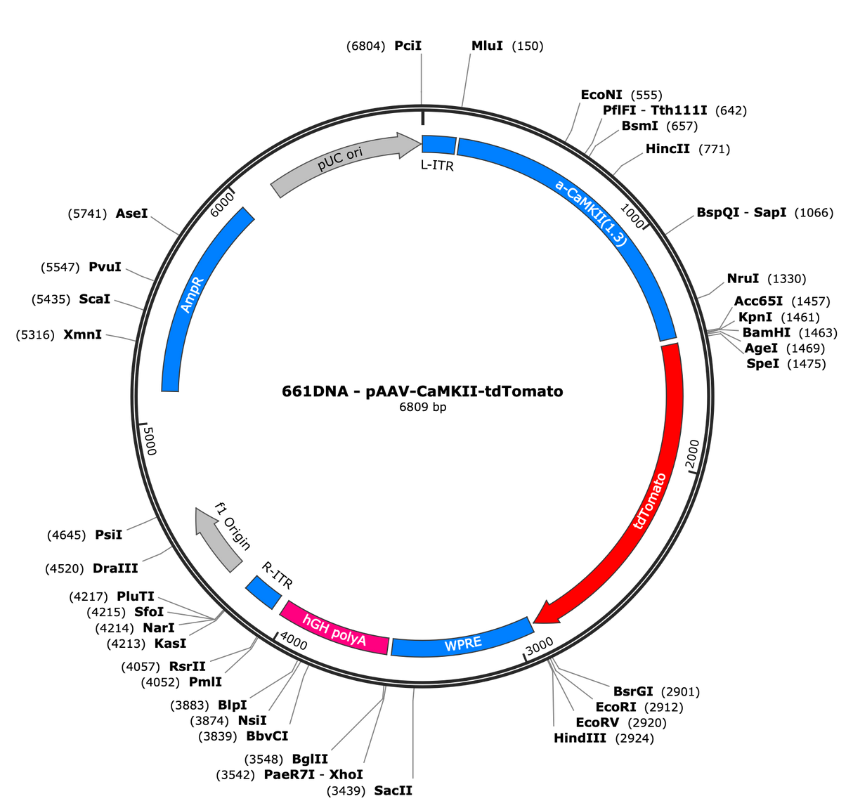 AAV-CaMKII-tdTomato