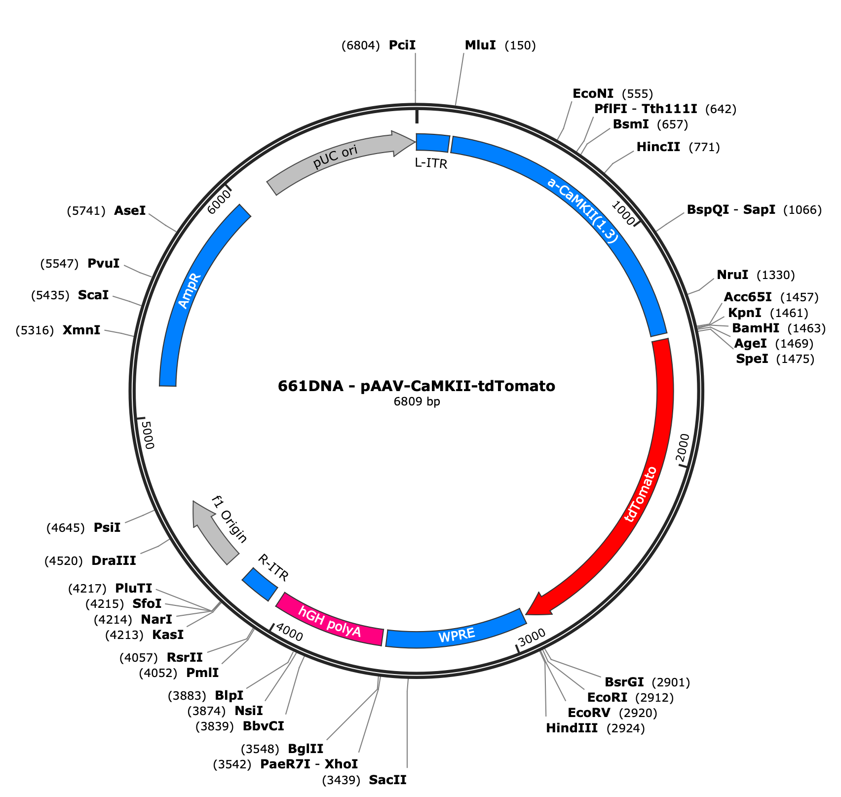 AAV-CaMKII-tdTomato
