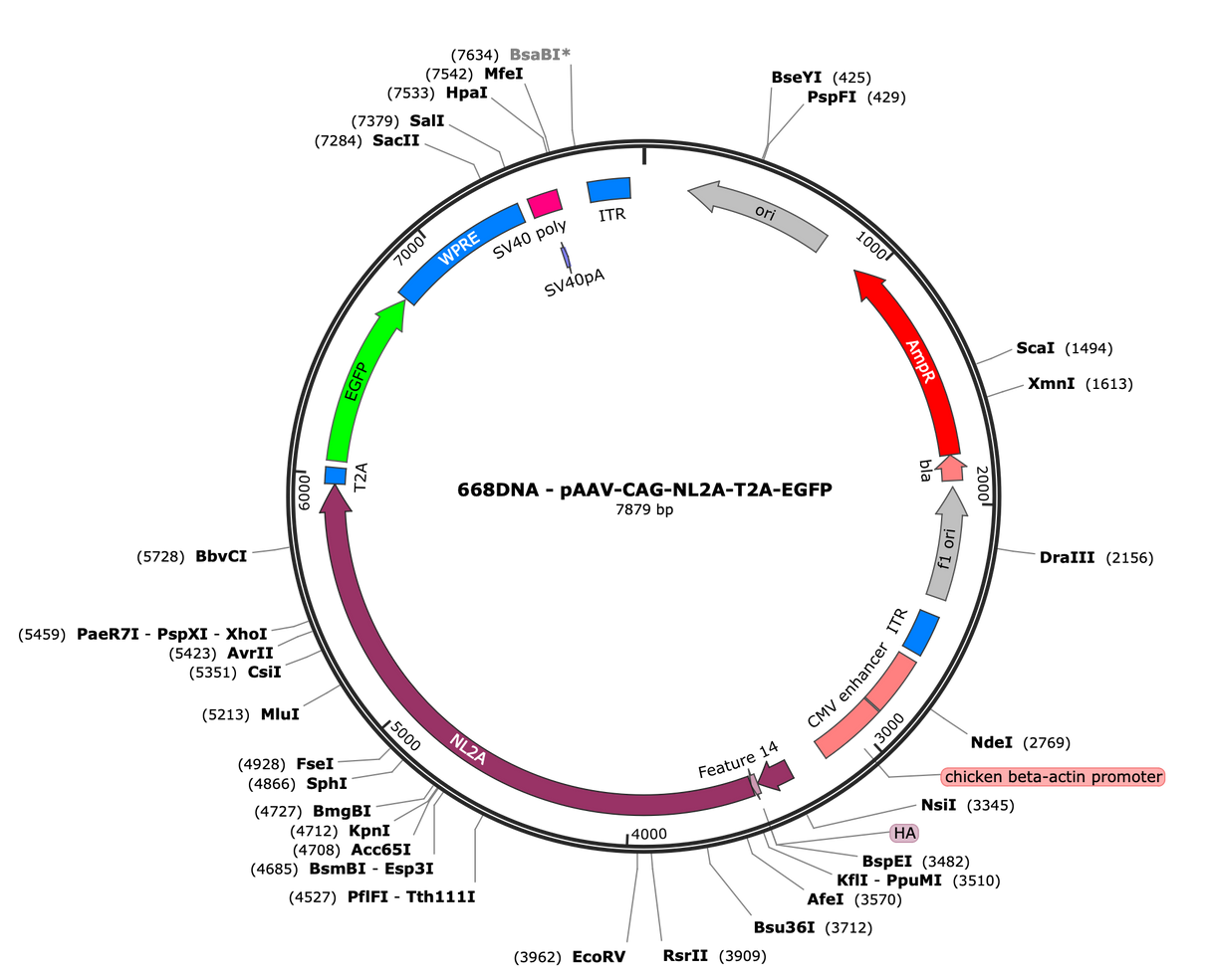 AAV-CAG-Nlgn2-T2A-eGFP