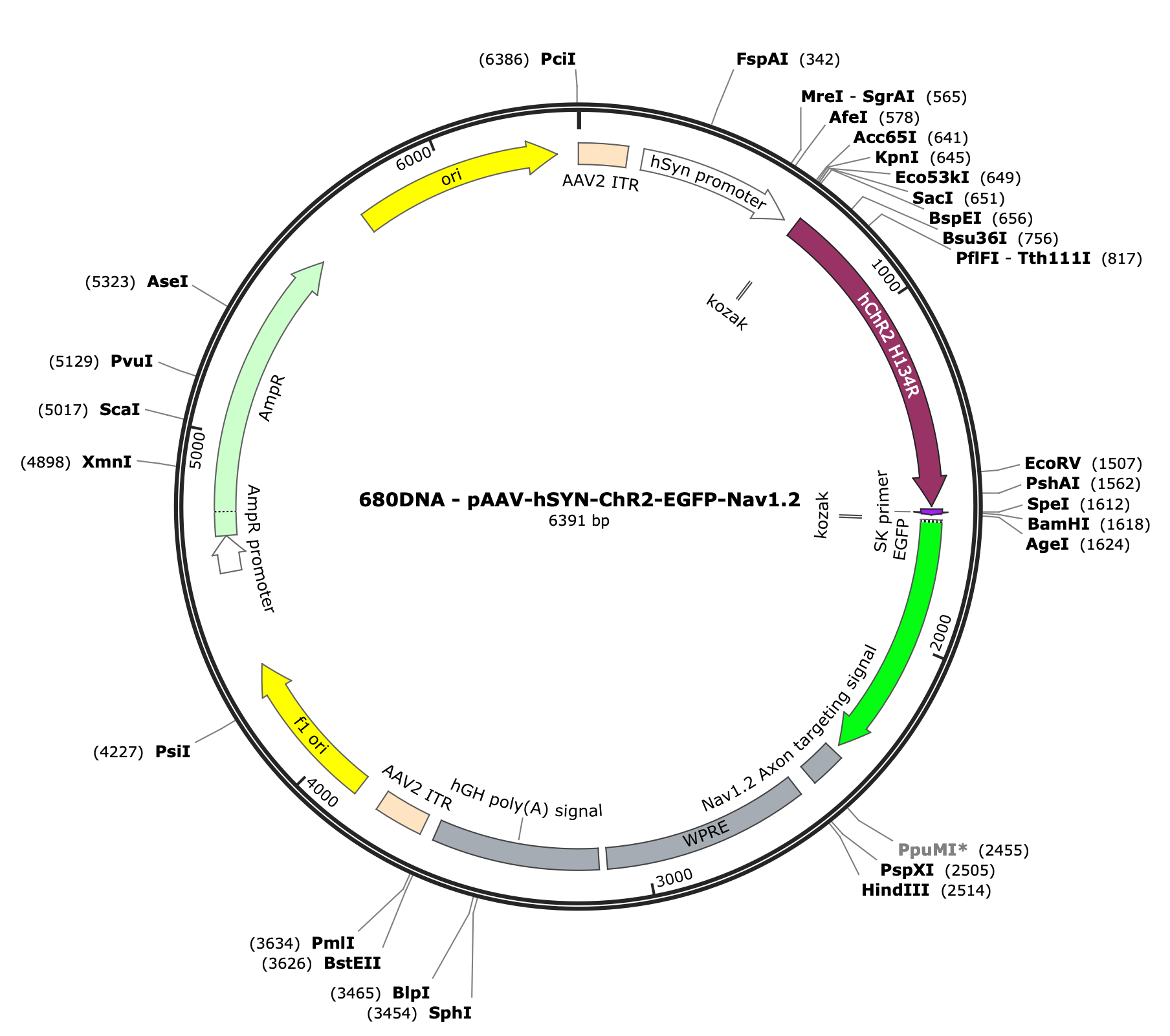 AAV-hSYN-ChR2-EGFP-Nav1.2