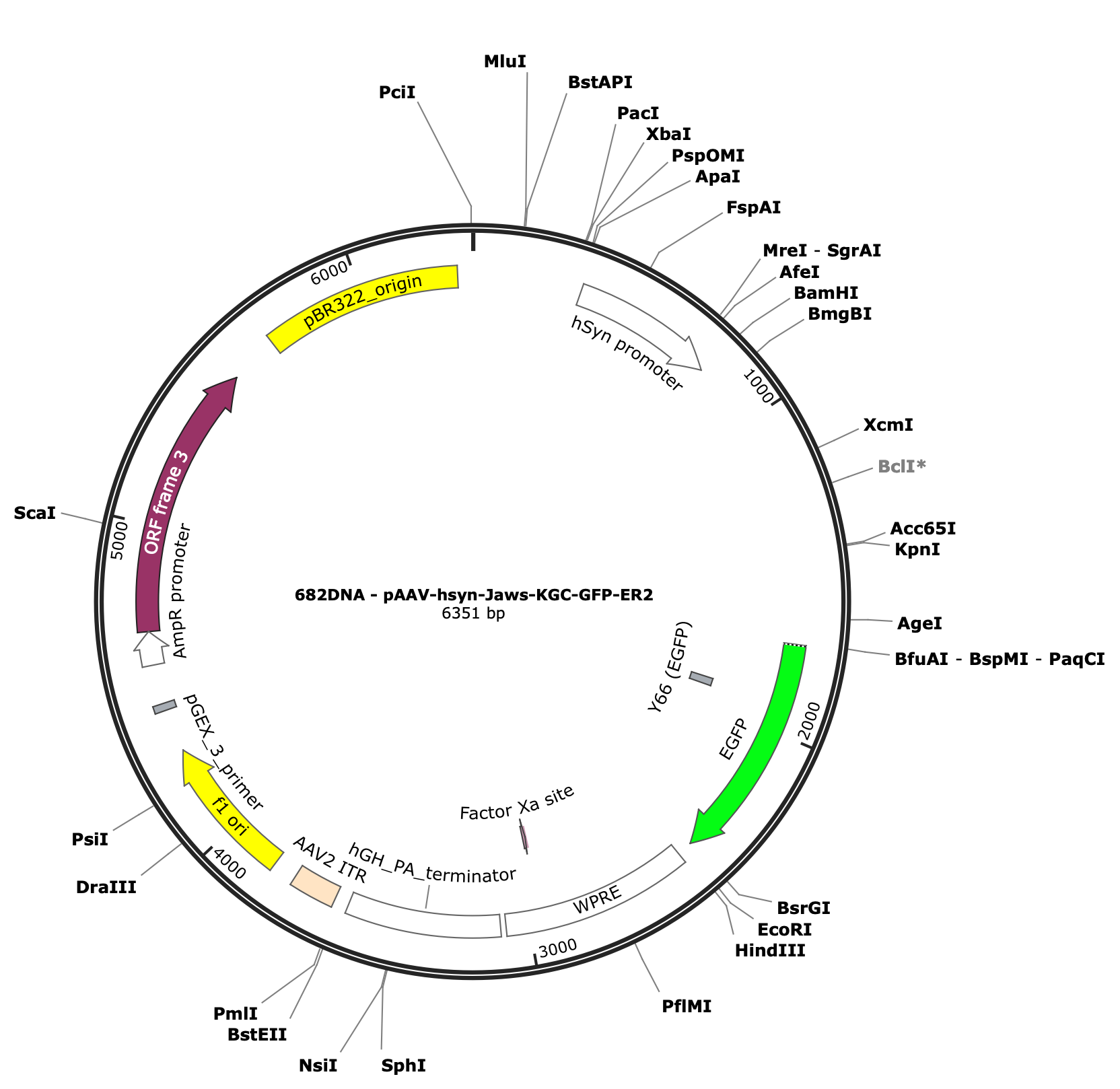AAV-hsyn-Jaws-KGC-GFP-ER2