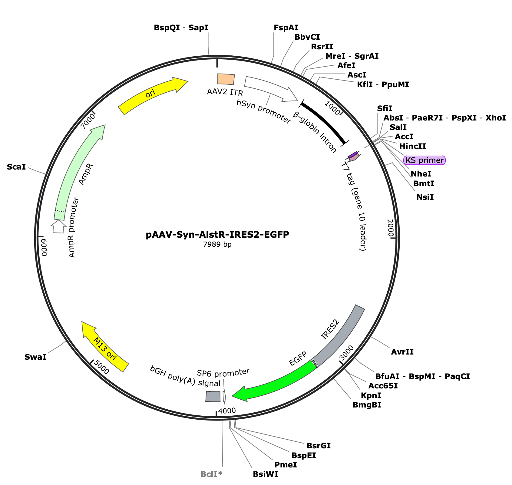 AAV-Syn-AlstR-ires2-GFP