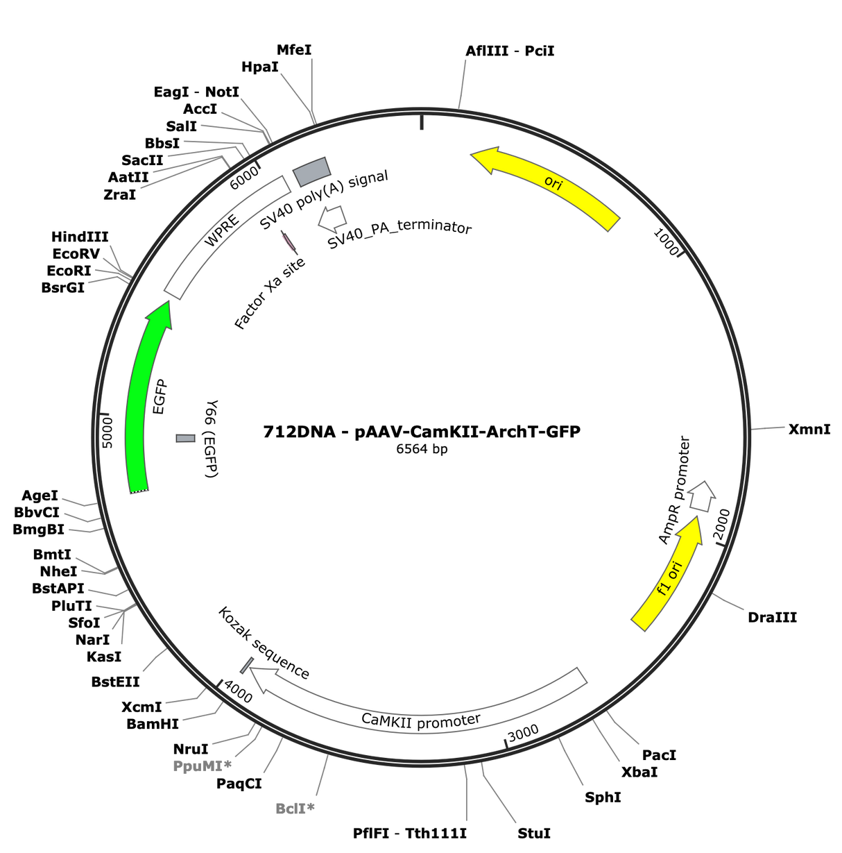 AAV-CamKII-ArchT-GFP