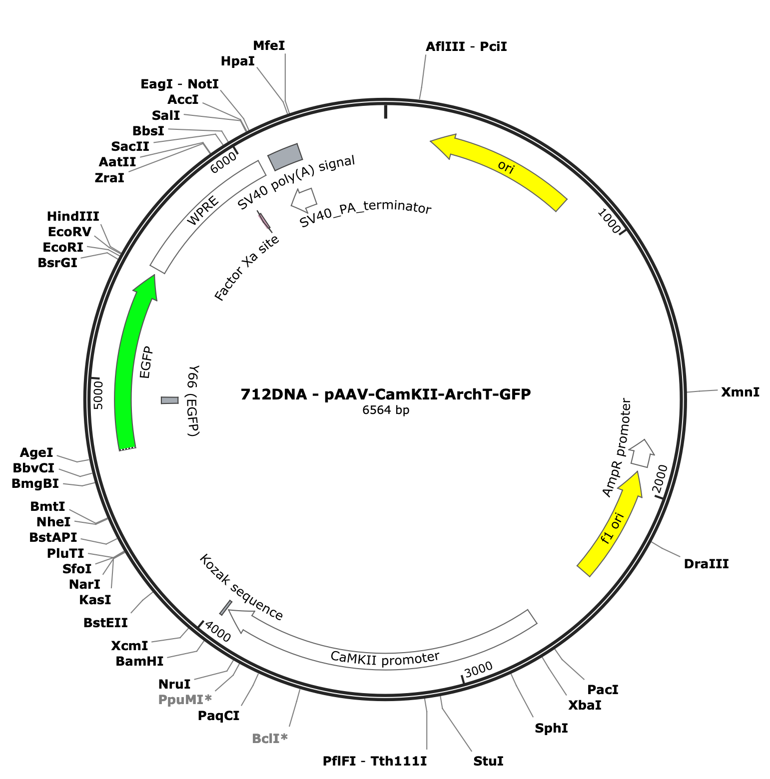 AAV-CamKII-ArchT-GFP