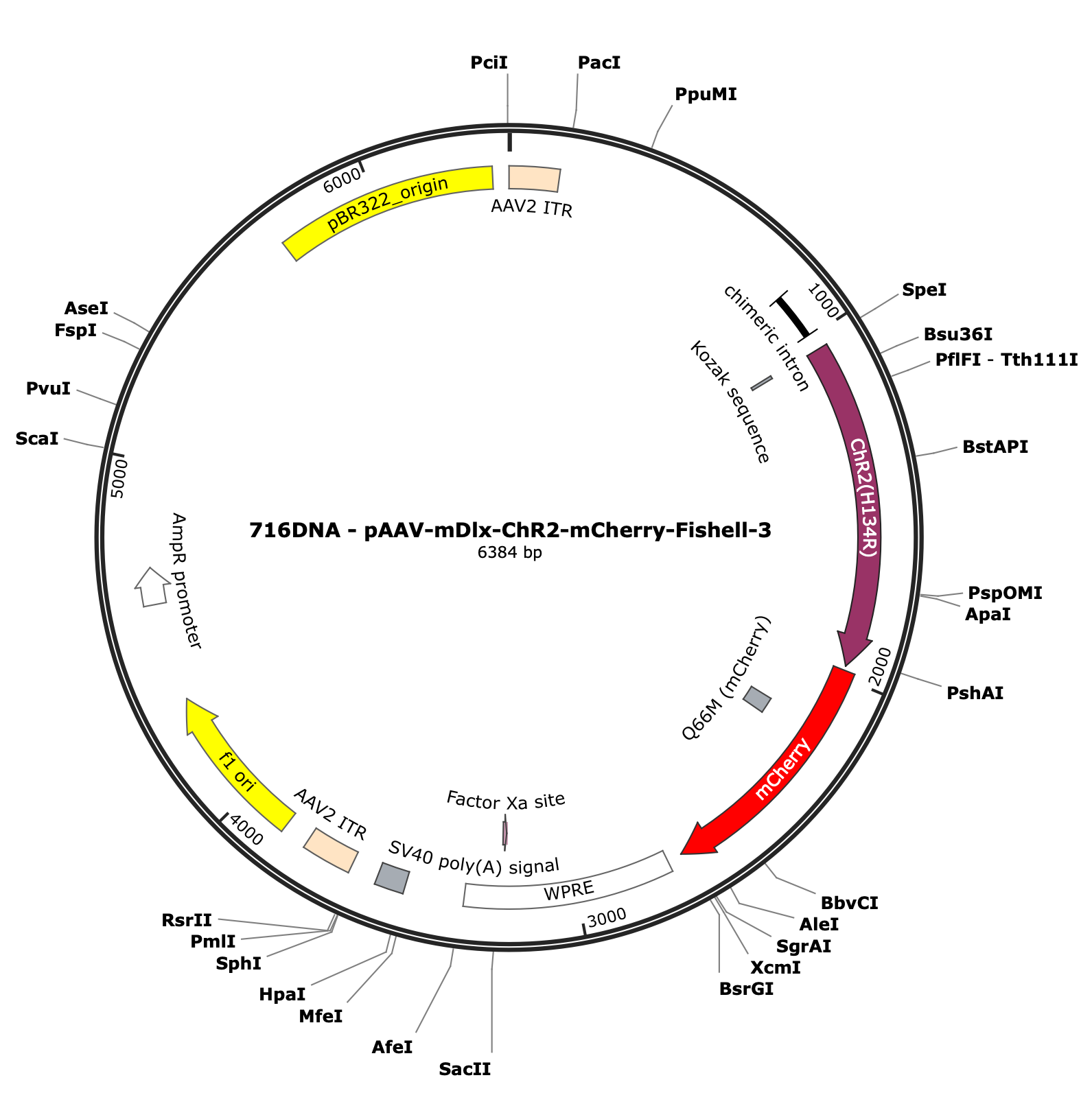 AAV-mDlx-ChR2-mCherry-Fishell-3