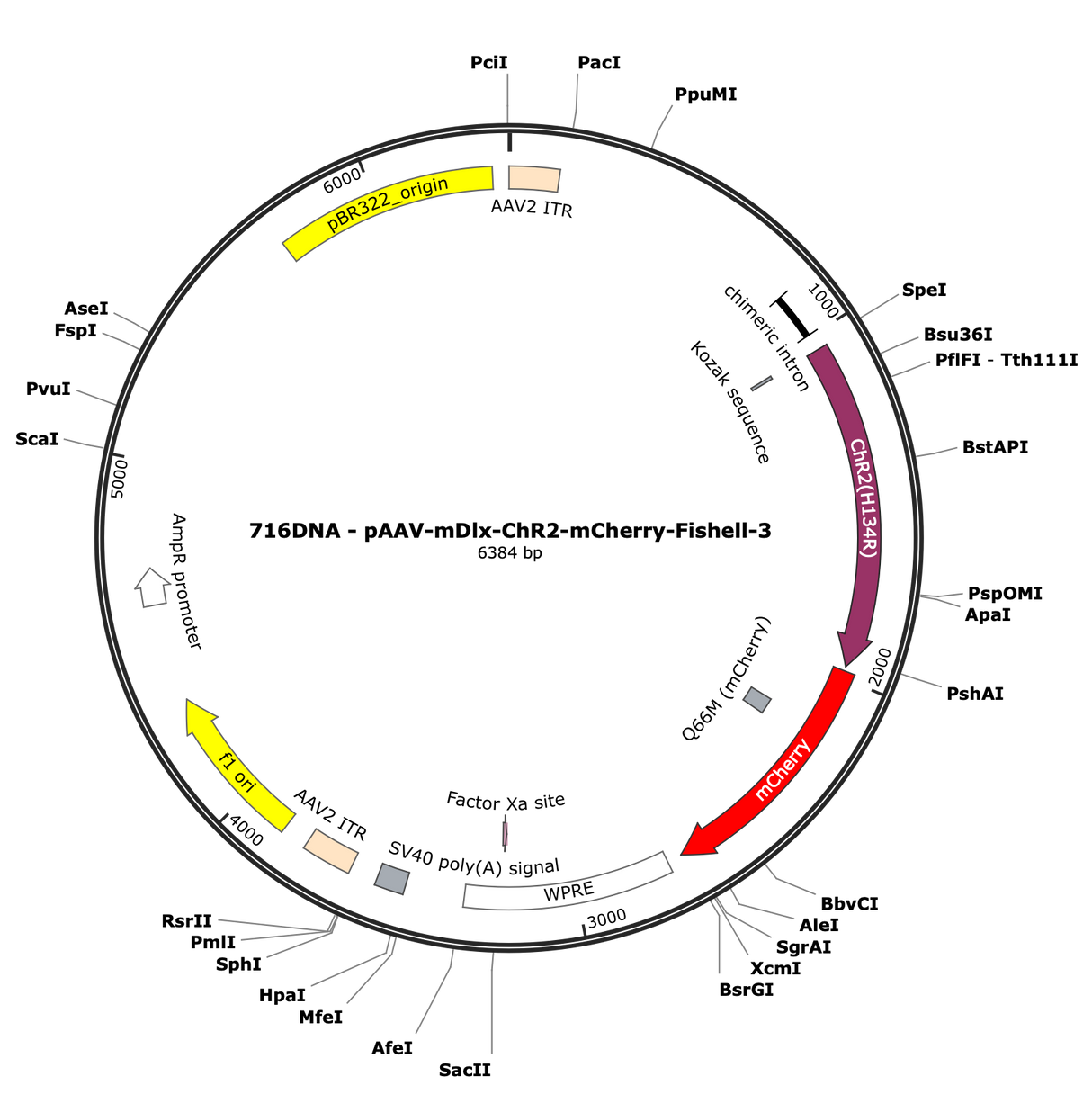 AAV-mDlx-ChR2-mCherry-Fishell-3