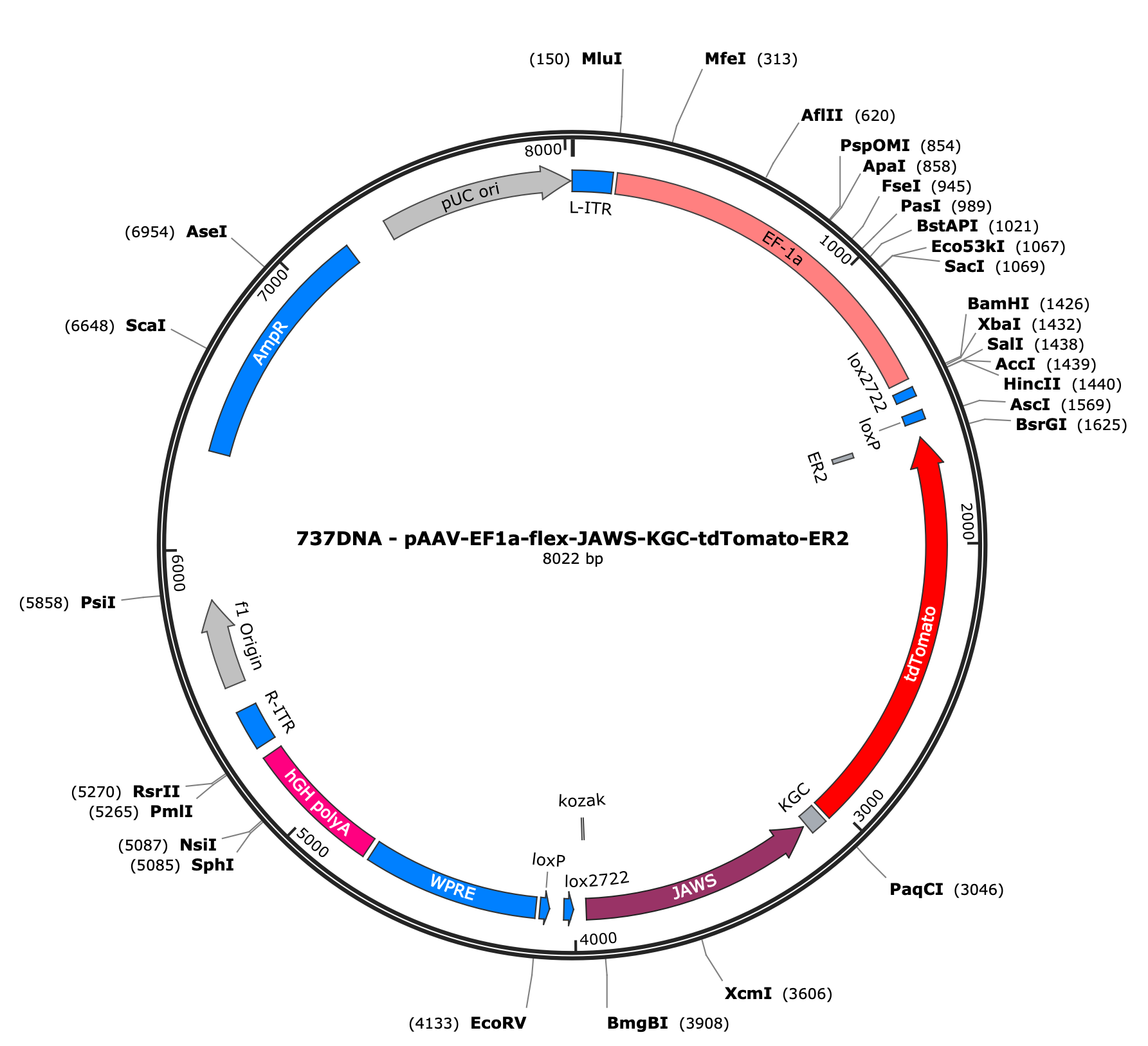 AAV-EF1a-flex-JAWS-KGC-tdTomato-ER2