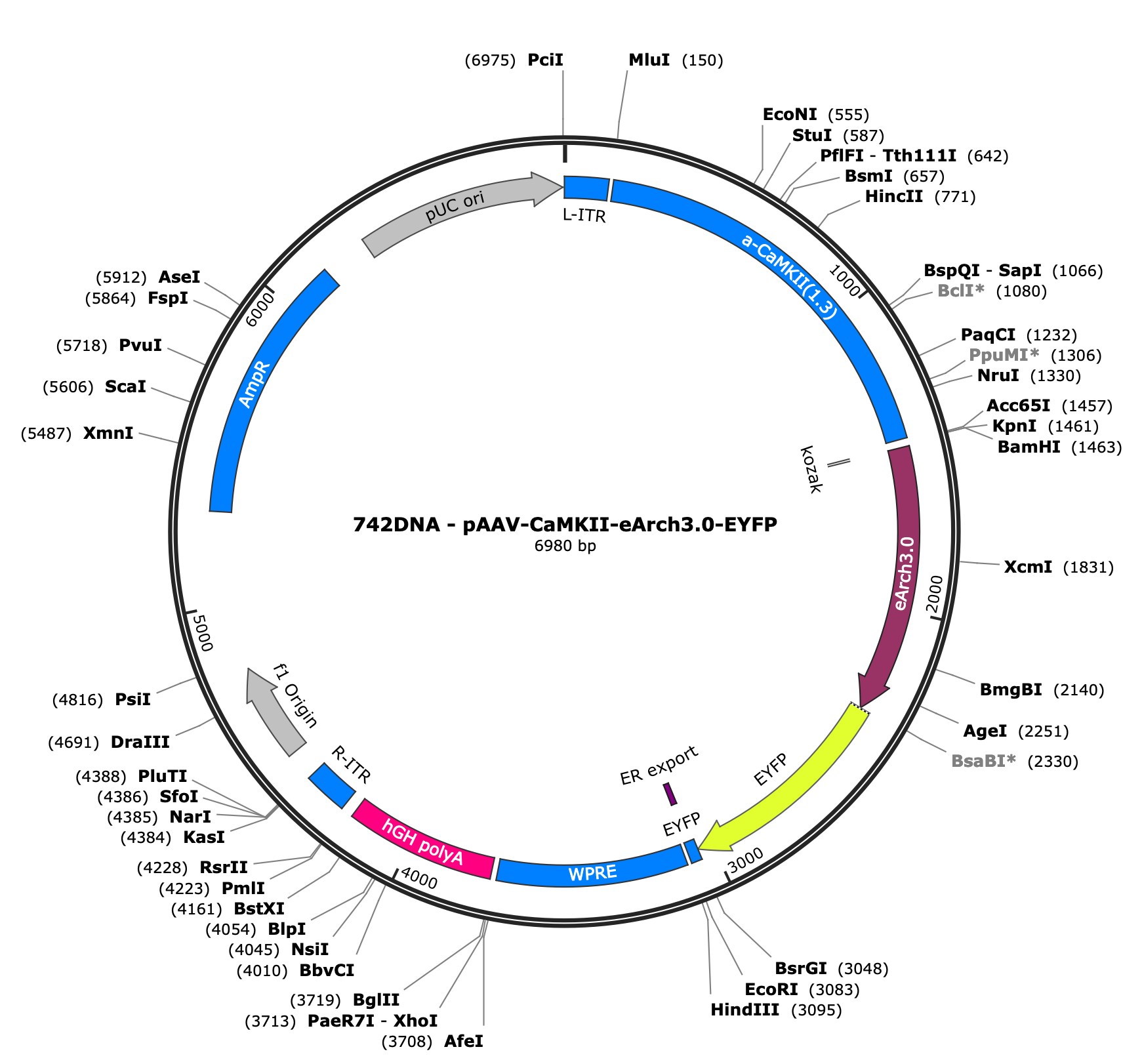AAV-CaMKIIa-eArch3.0-EYFP