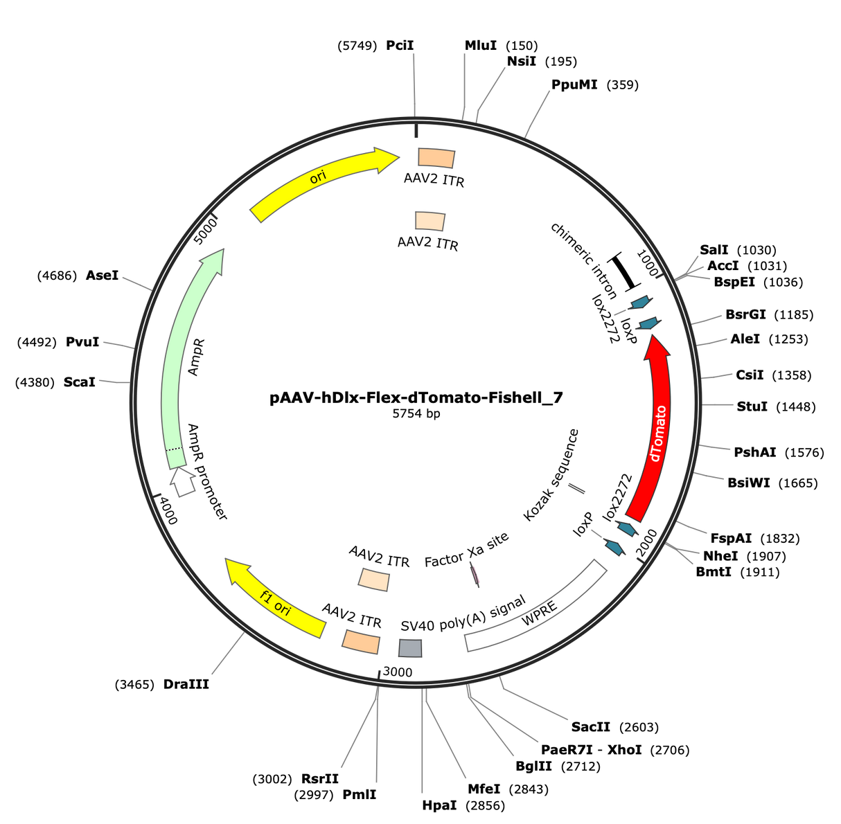 AAV-hDlx-Flex-dTomato-Fishell-7