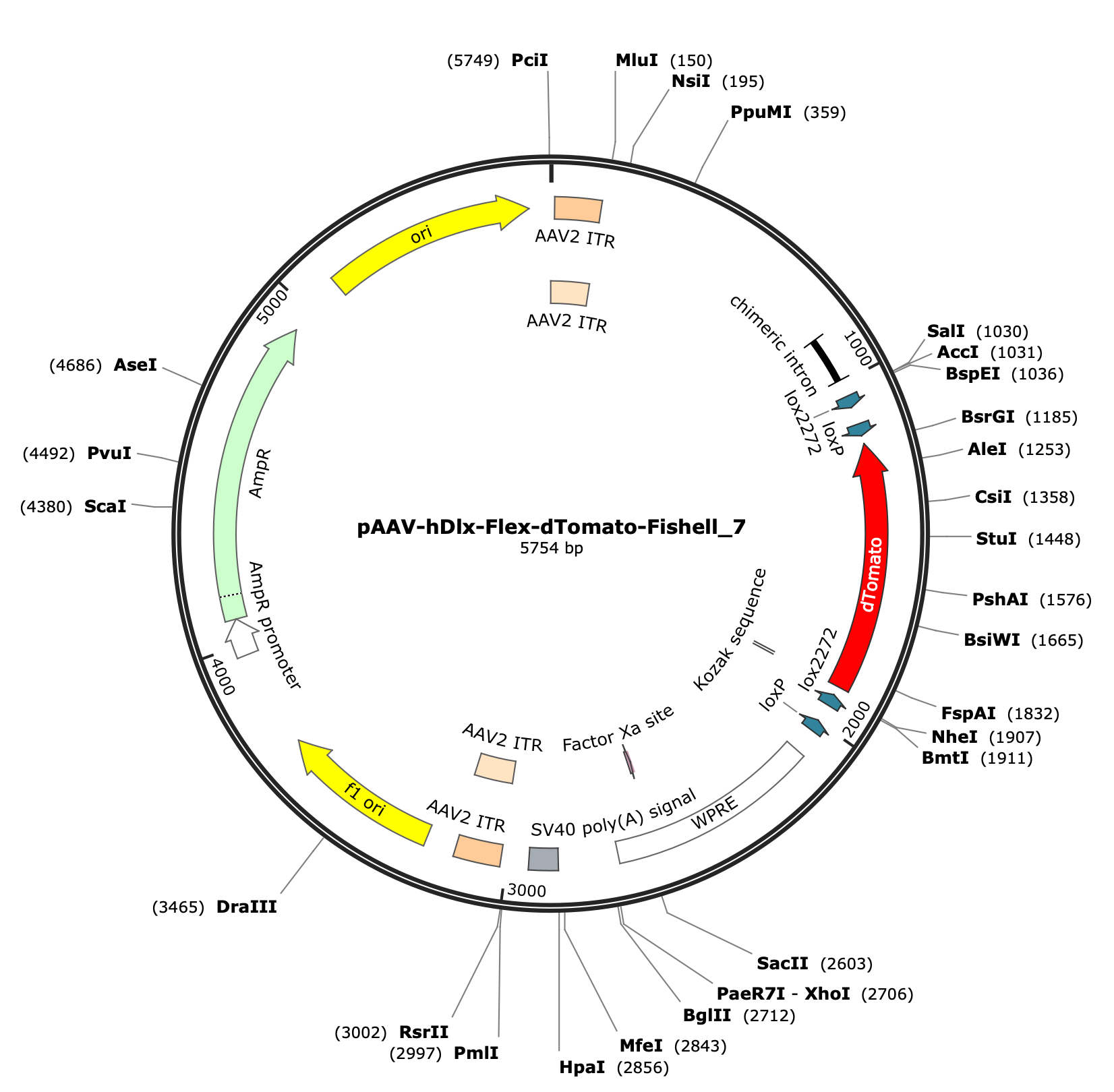 AAV-hDlx-Flex-dTomato-Fishell-7