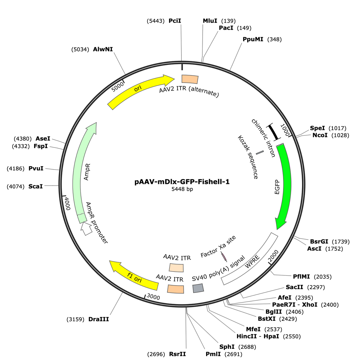AAV-mDlx-GFP-Fishell-1