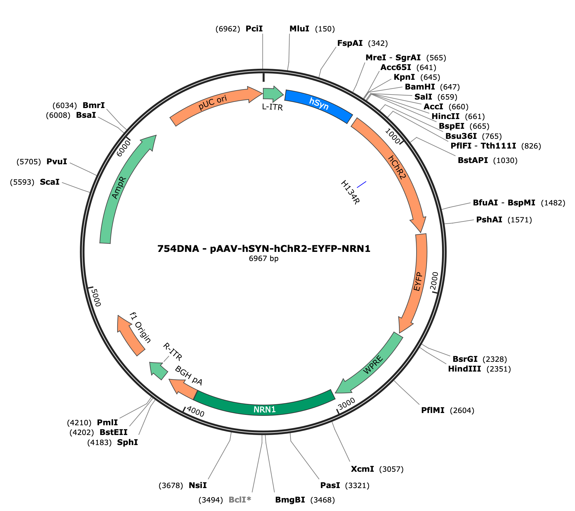 AAV-hSYN-ChR2(H134R)-EYFP-NRN1