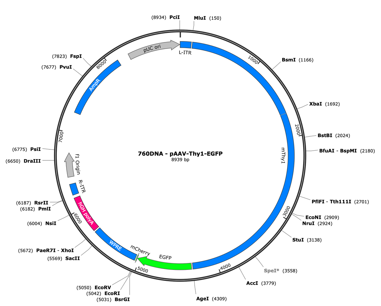 AAV-Thy1-EGFP