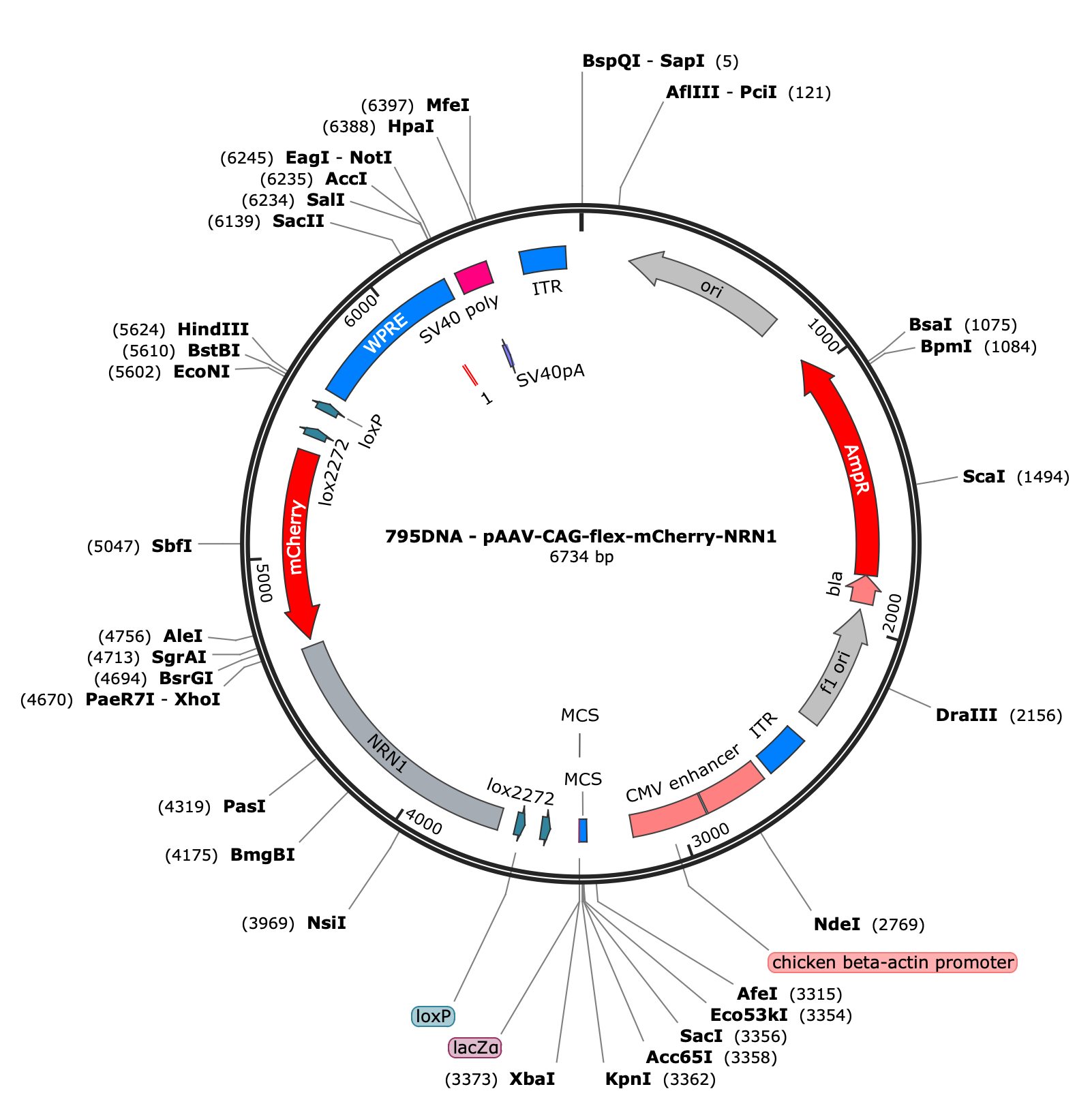 AAV-CAG-flex-mCherry-NRN1