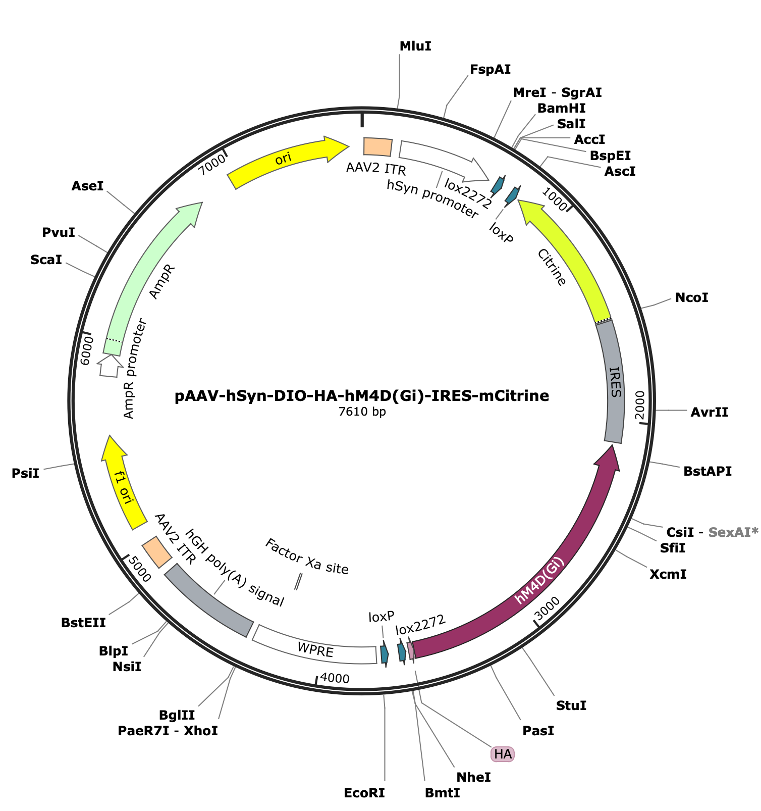 AAV-hSyn-DlO-HA-hM4D(Gi)-IRES-mCitrine