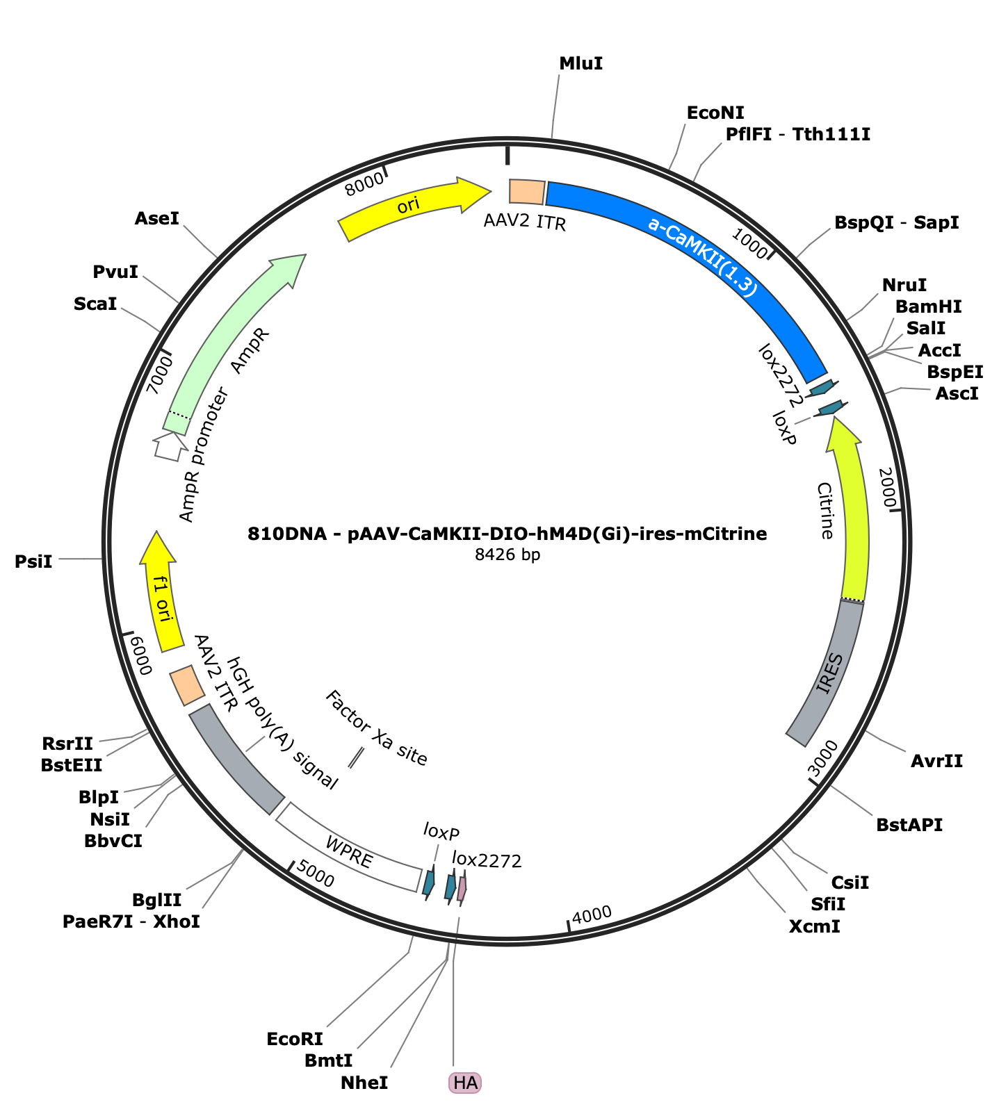 AAV-CaMKII-DIO-hM4D(Gi)-ires-mCitrine