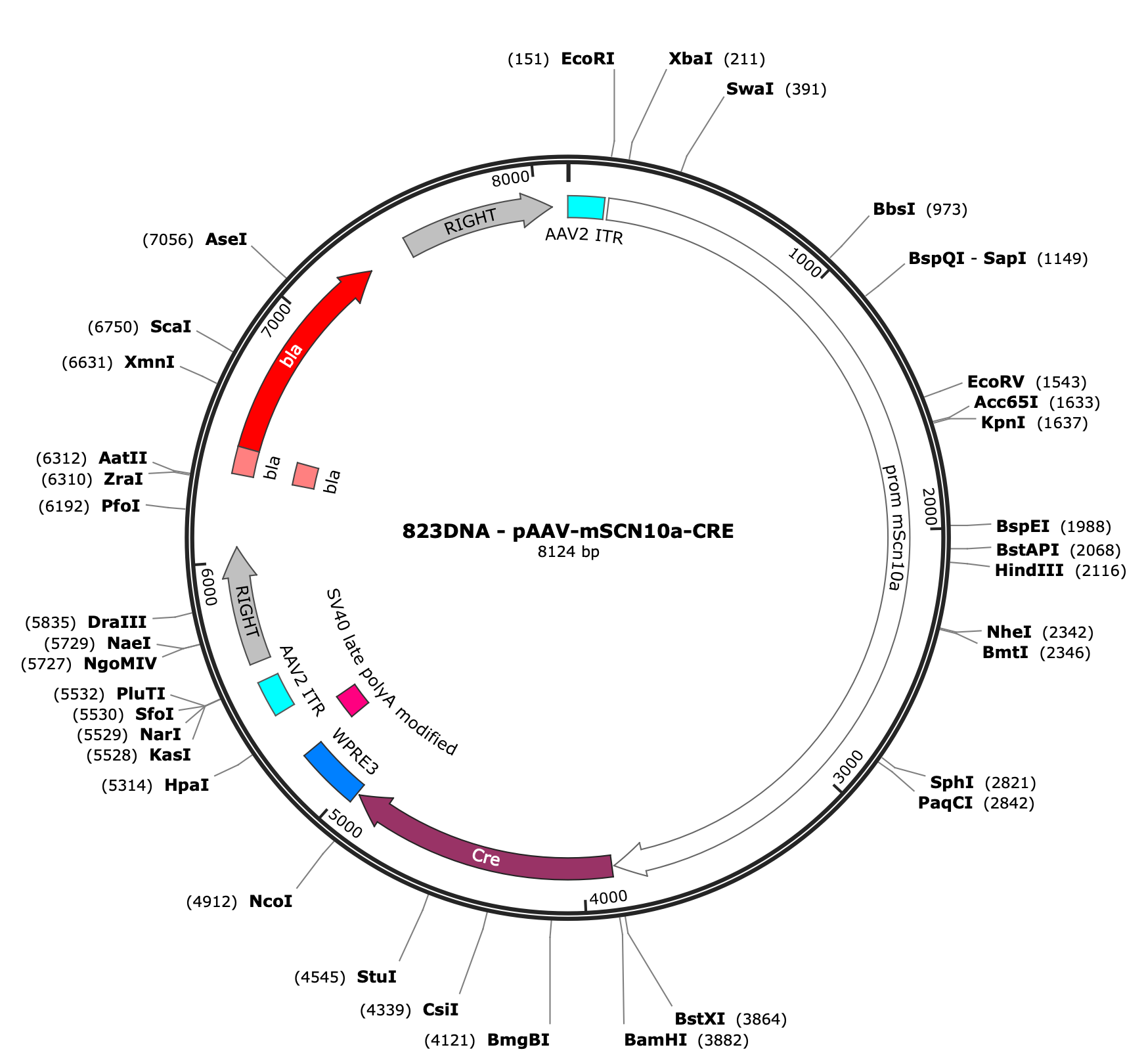 AAV-mSCN10a-CRE