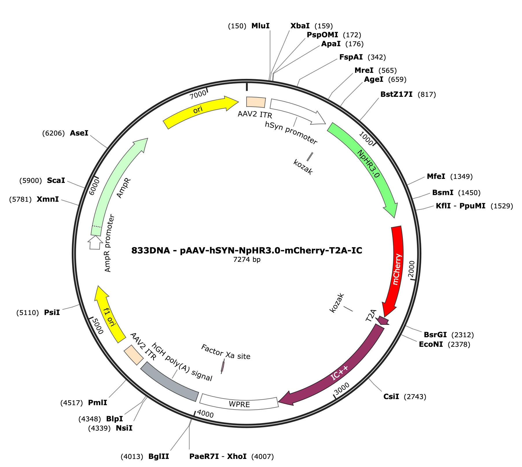 AAV-hSyn-NpHR3.0-mCherry-T2A-IC++