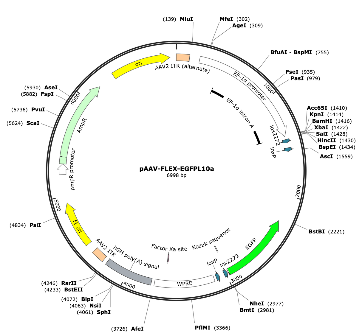 AAV-EF1a-Flex-eGFPL10a