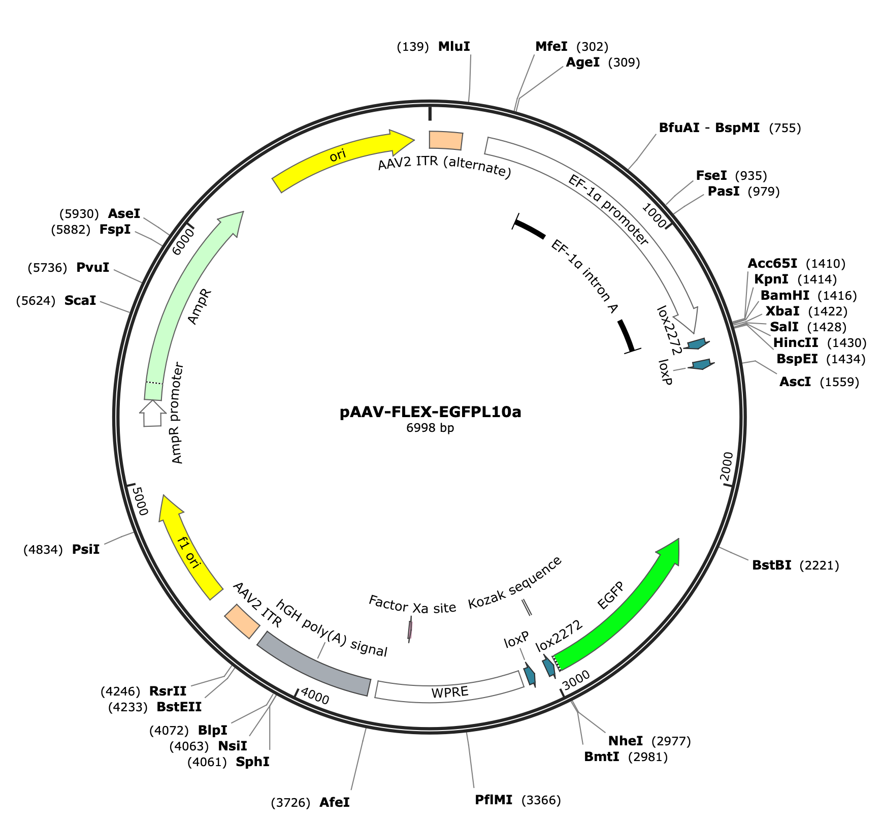 AAV-EF1a-Flex-eGFPL10a