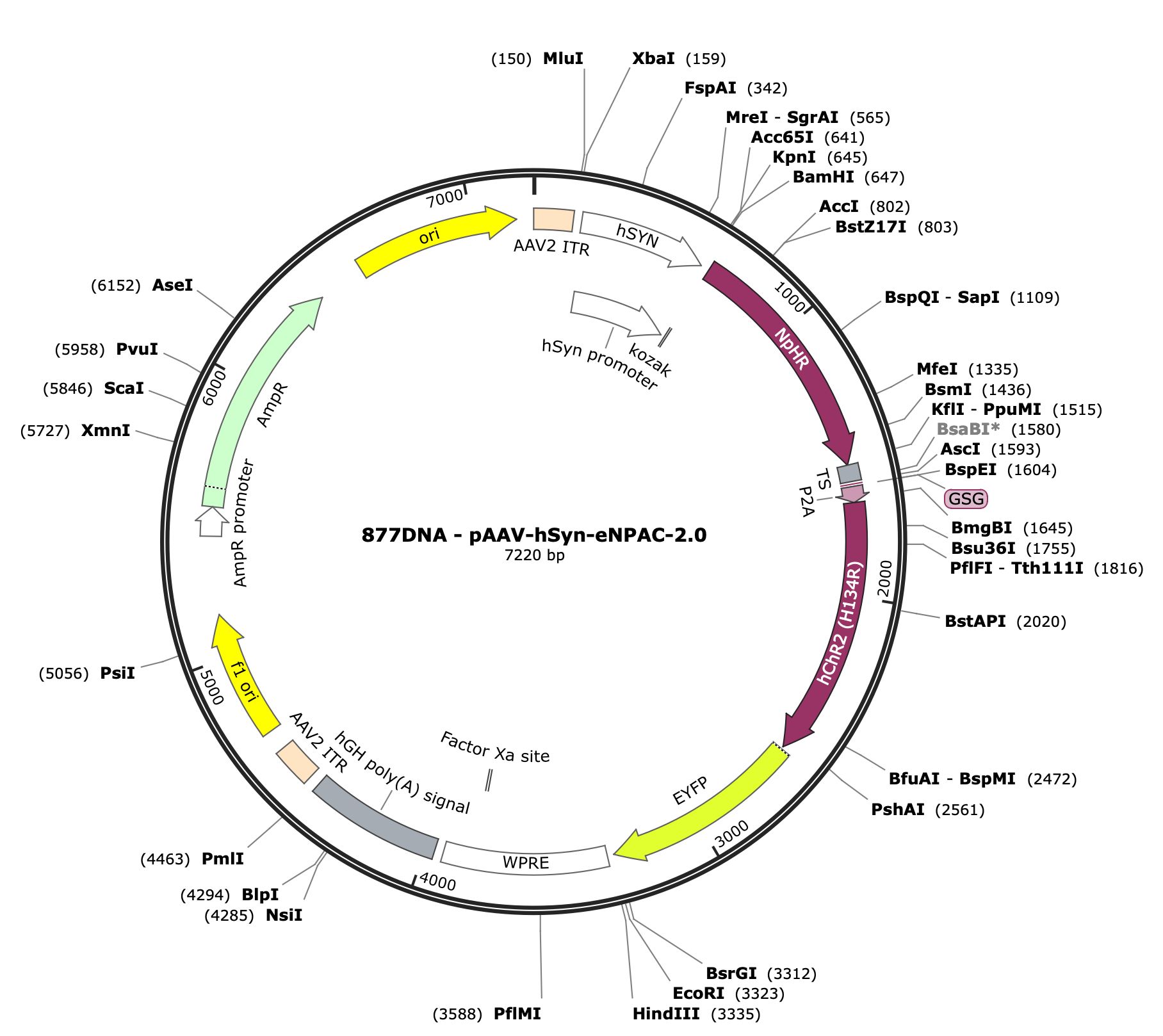 AAV-hSyn-eNPAC-2.0-eYFP