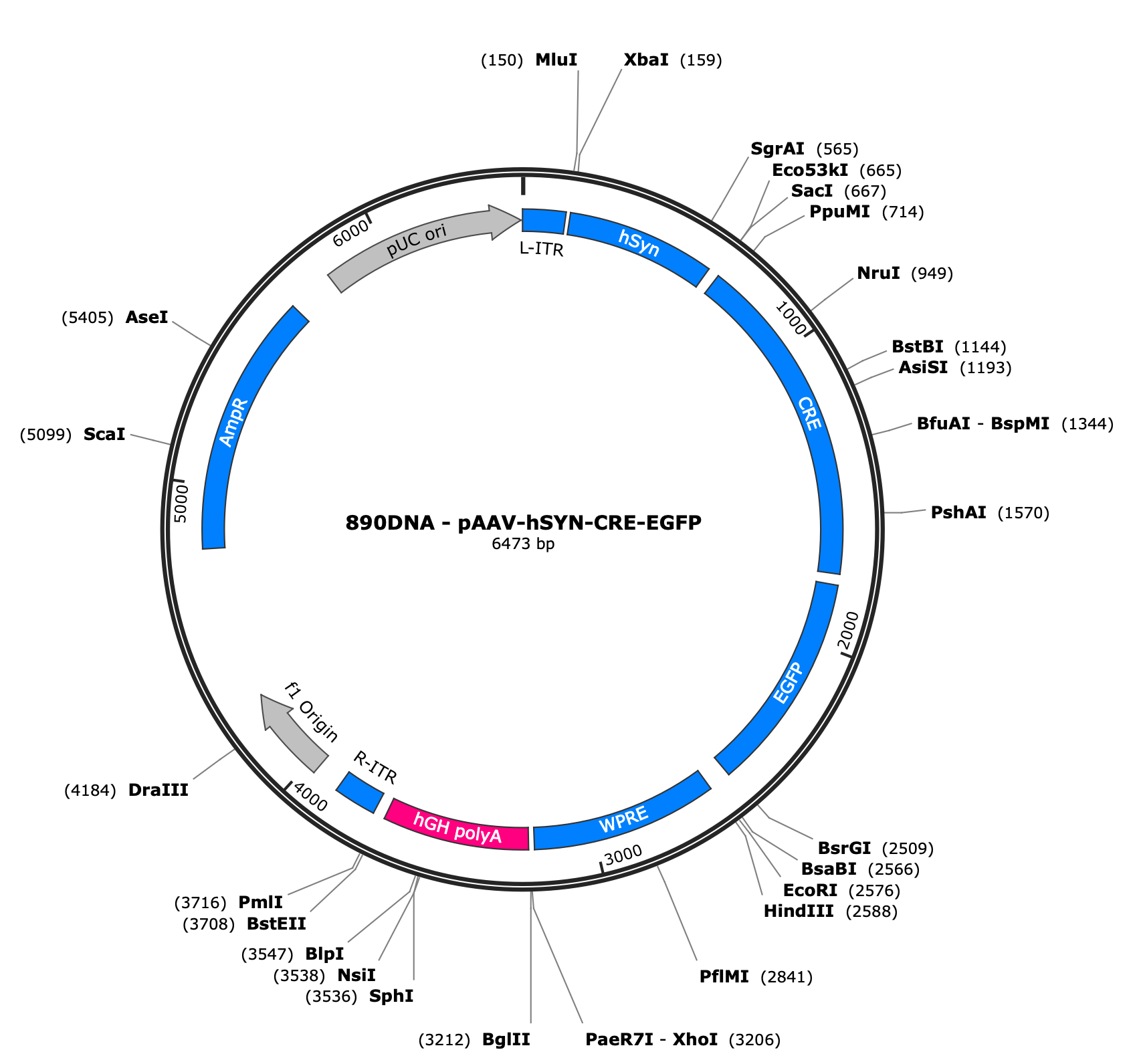 AAV-hSYN-CRE-EGFP