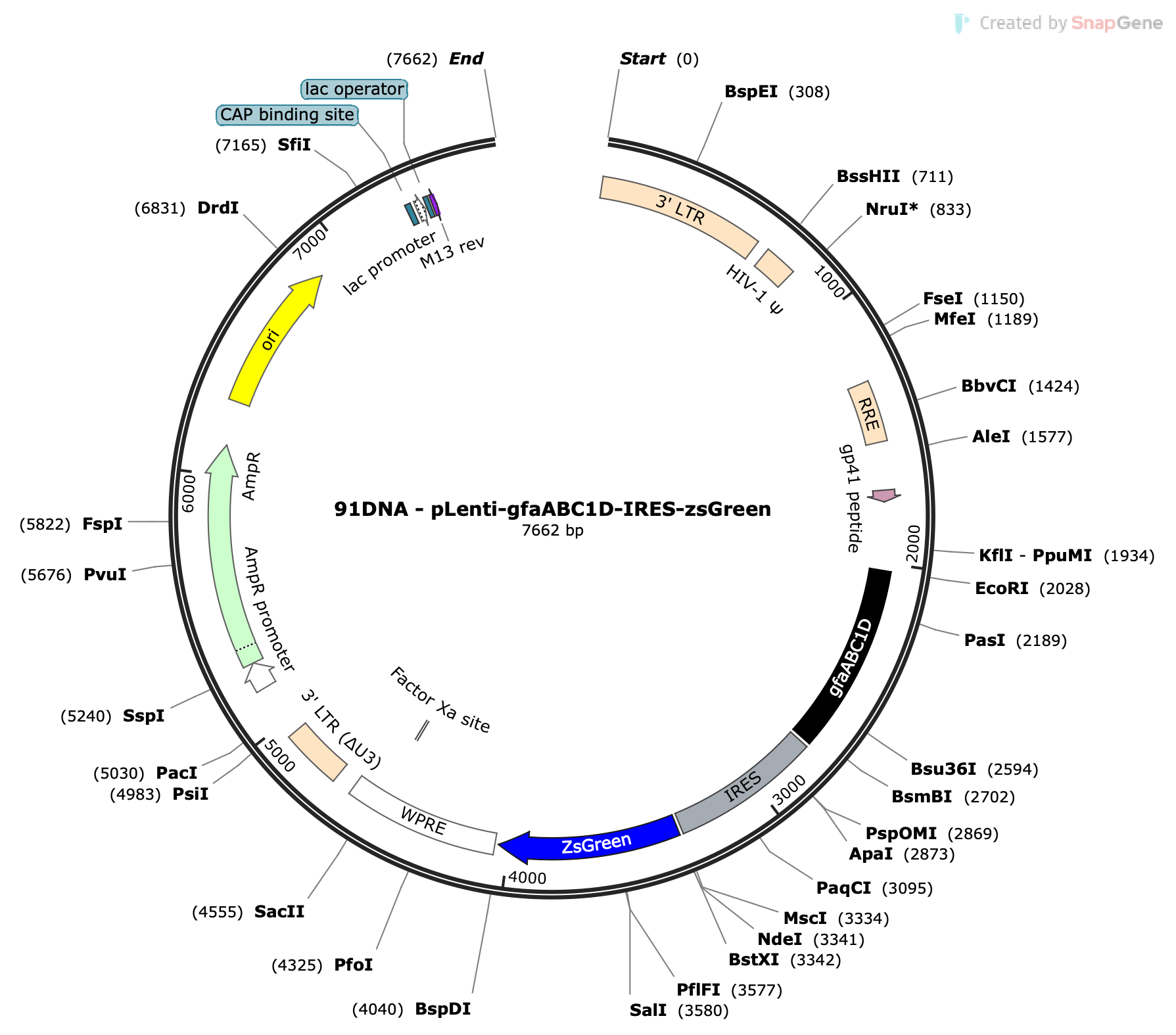 Lenti-gfaABC1D-IRES-ZsGreen