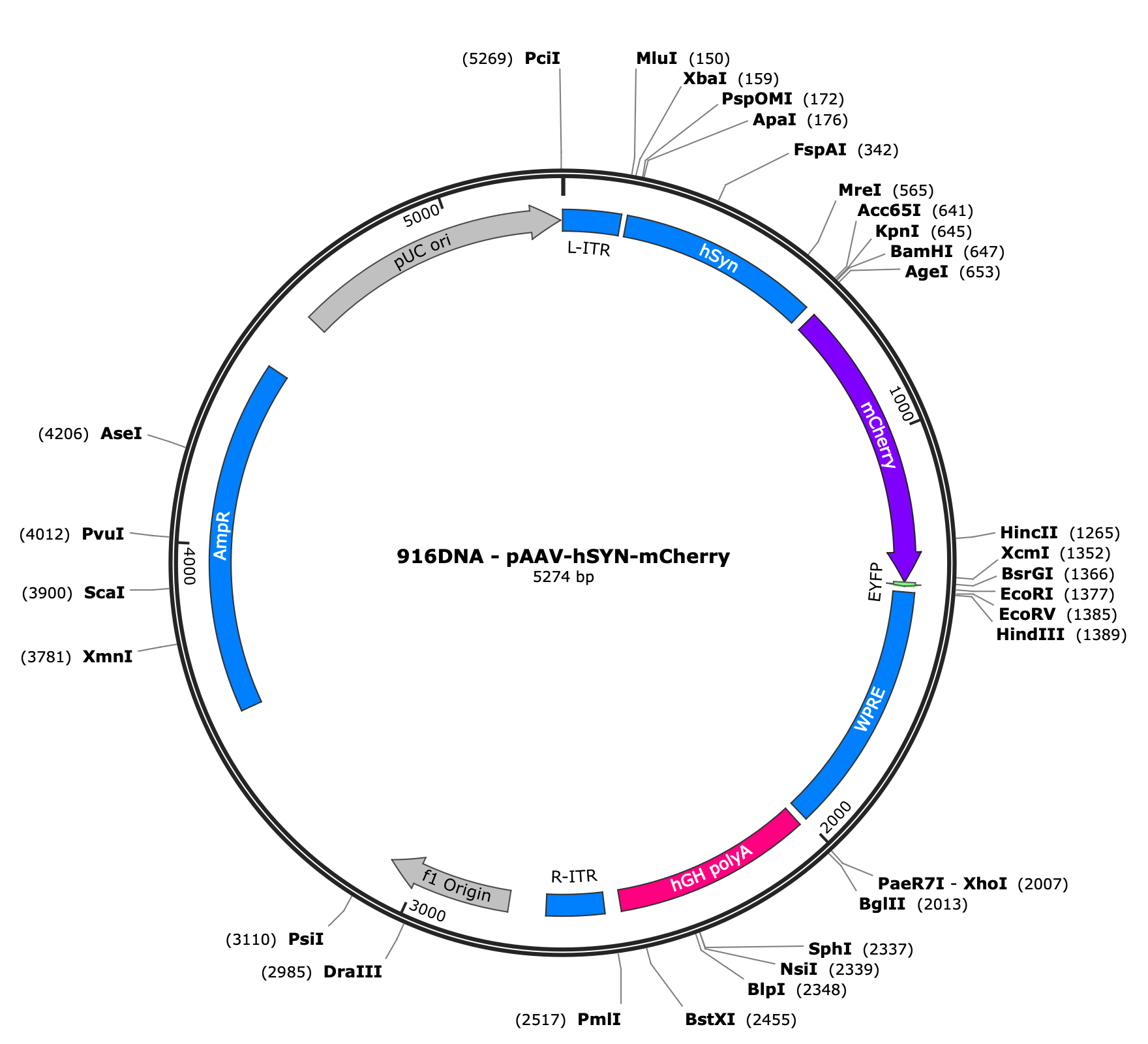AAV-hSYN-mCherry