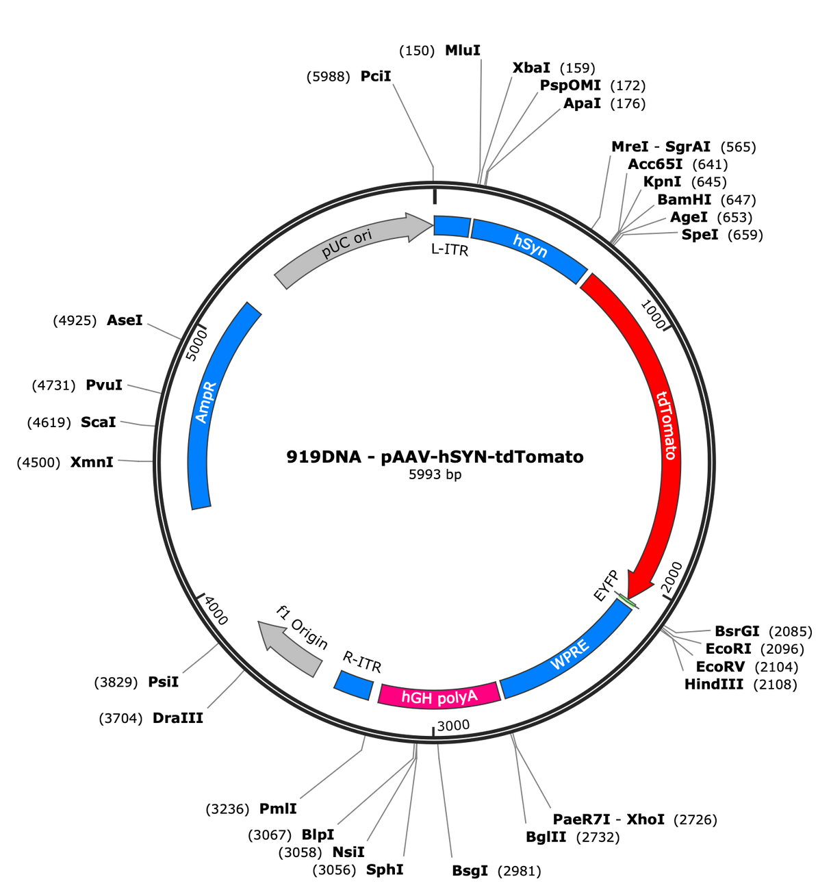 AAV-hSYN-tdTomato