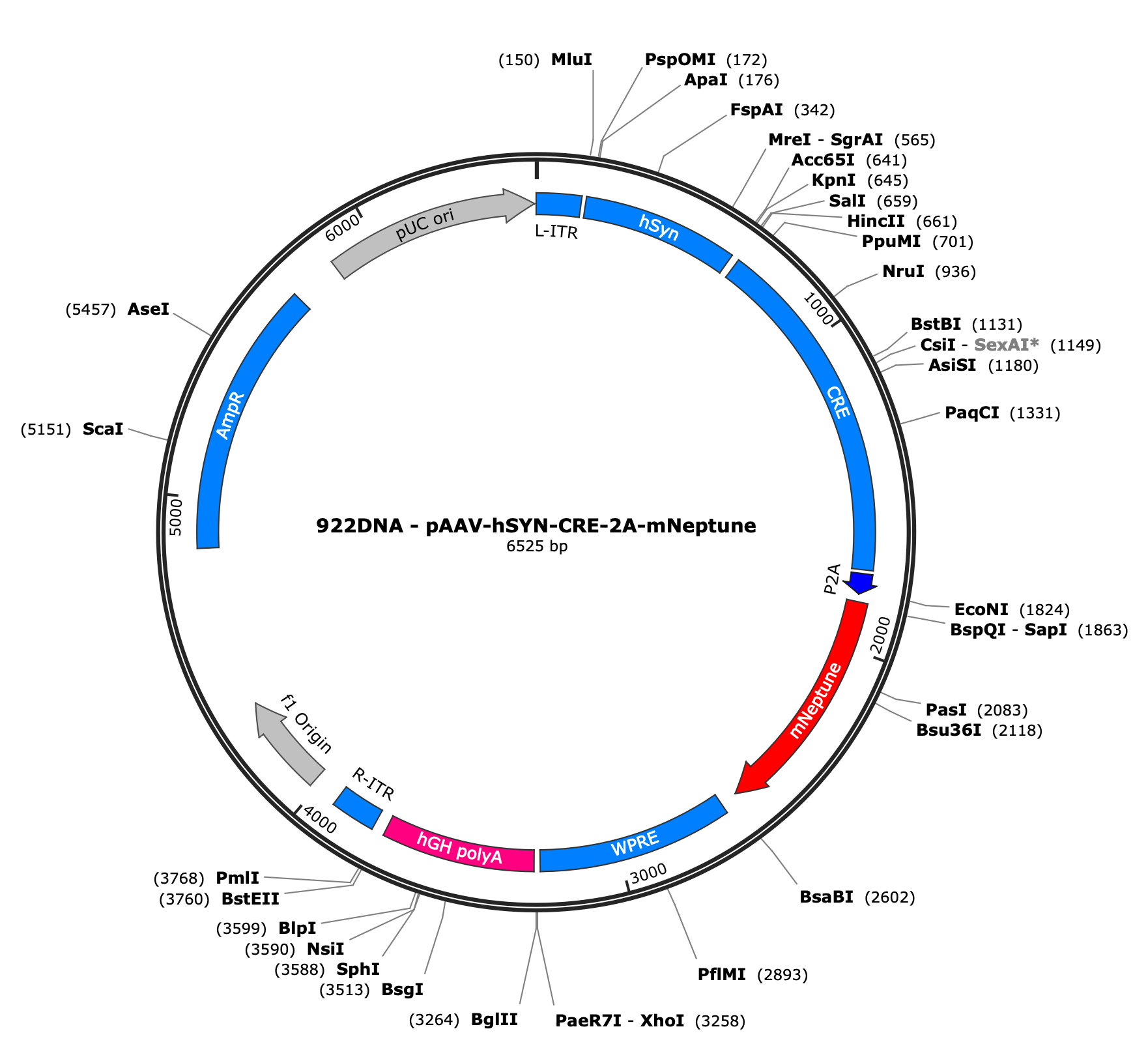 AAV-SYN-CRE-2A-mNeptune