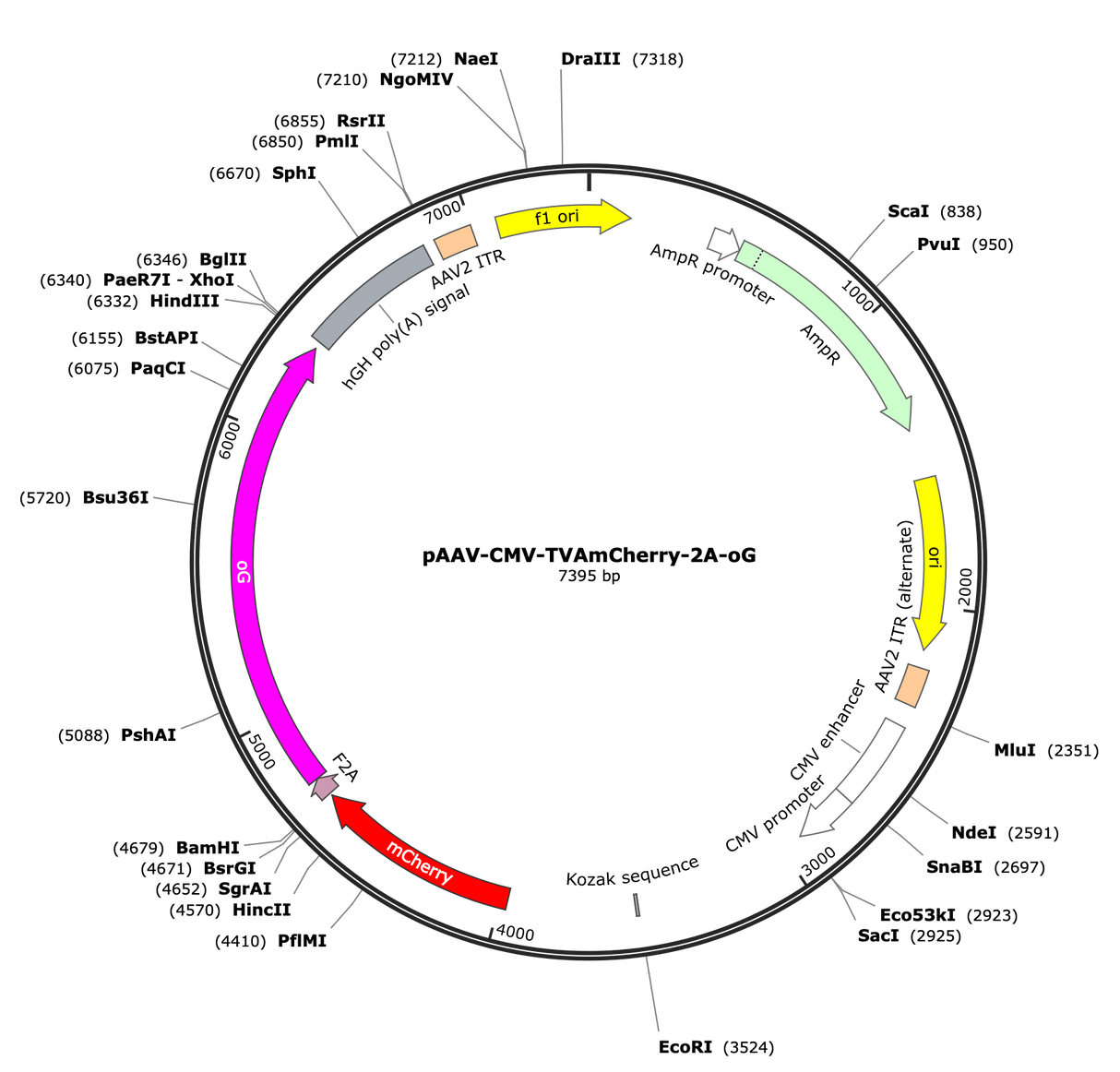 AAV-CMV-TVA-mCherry-2A-oG