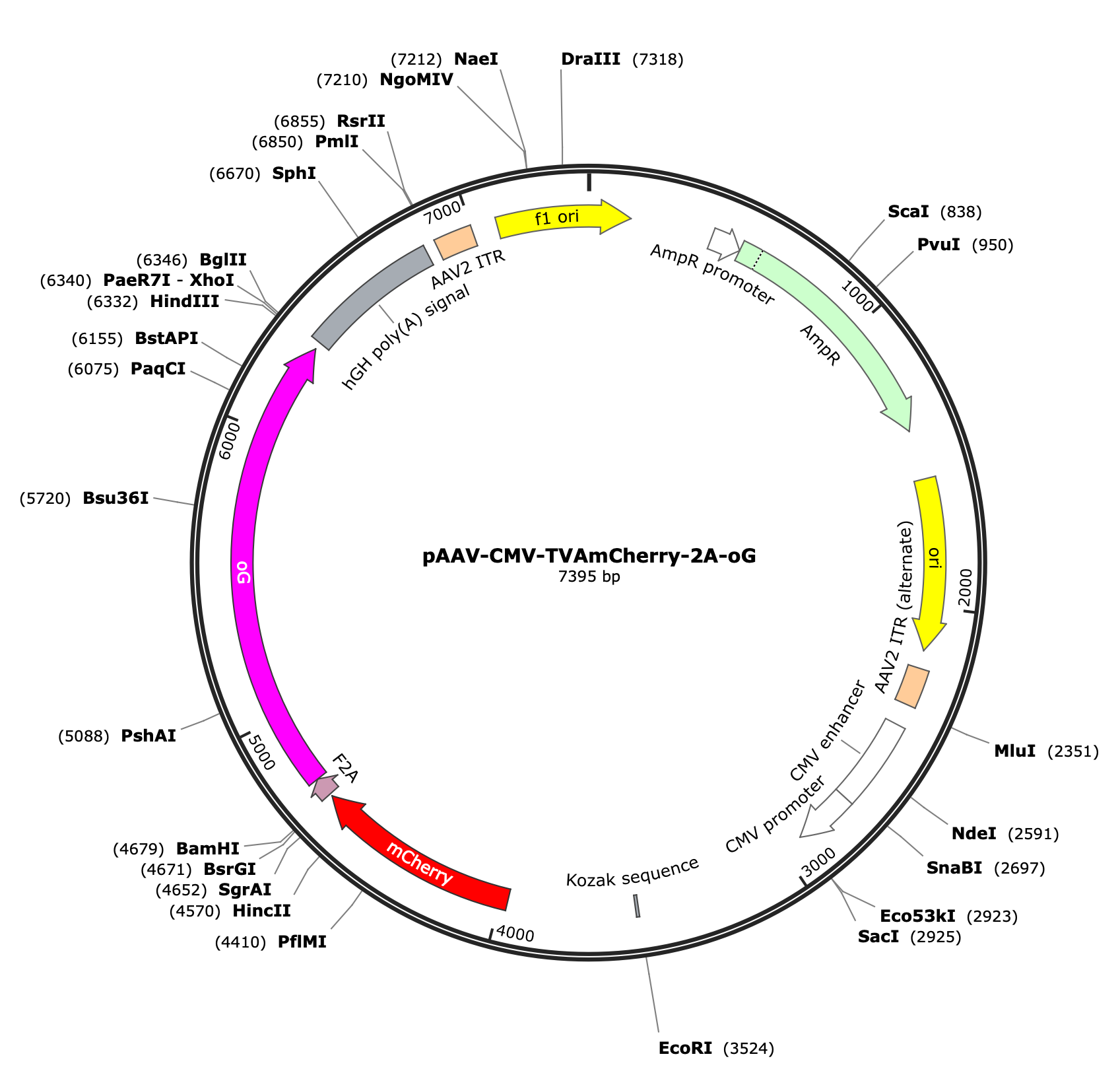 AAV-CMV-TVA-mCherry-2A-oG