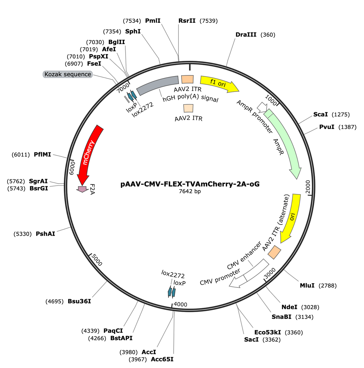 AAV-CMV-FLEX-TVAmCherry-2A-oG