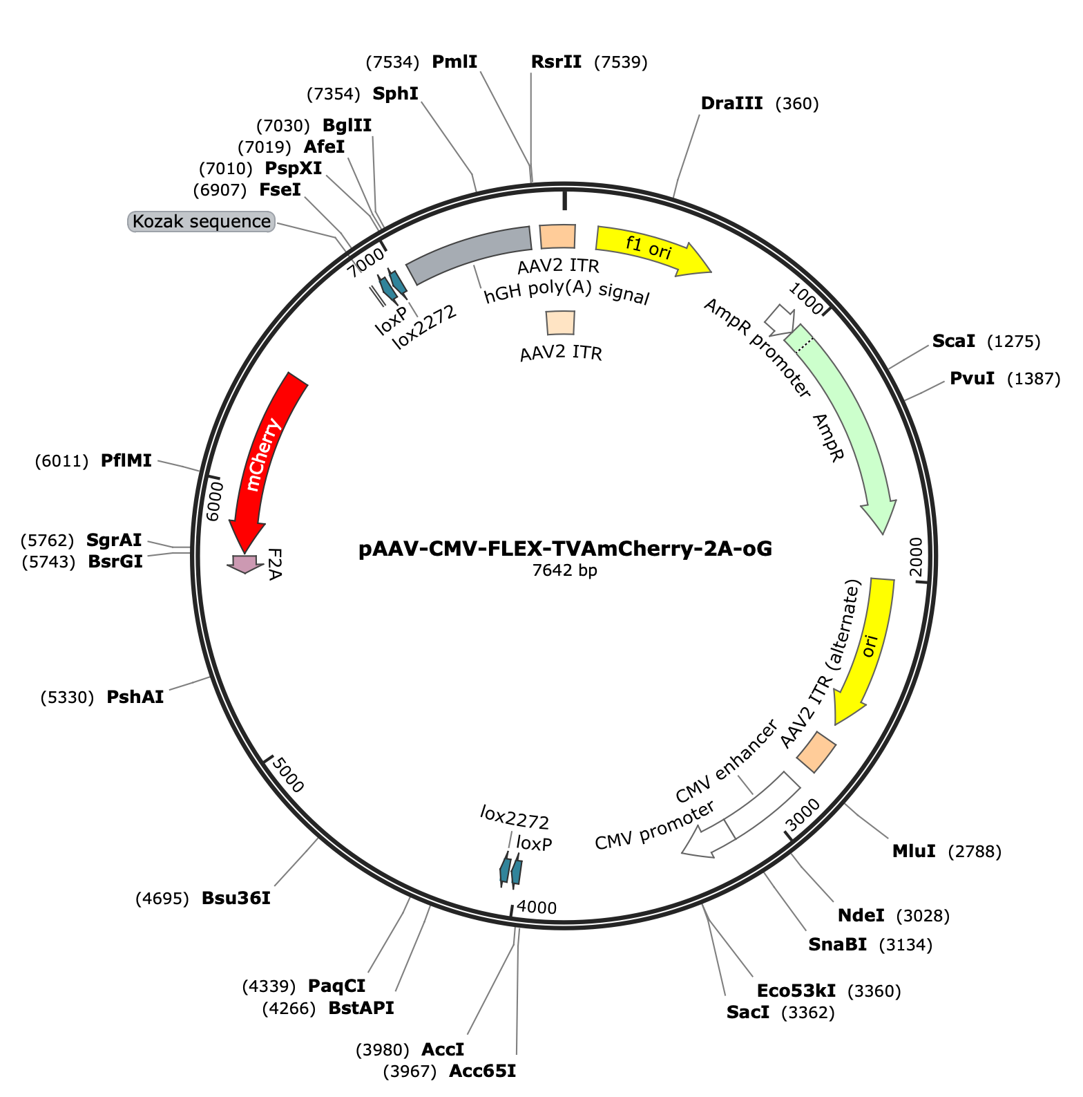 AAV-CMV-FLEX-TVAmCherry-2A-oG