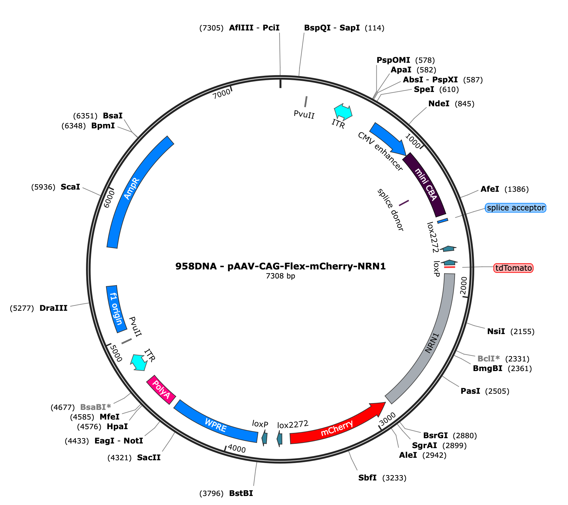 AAV-CAG-Flex-mCherry-NRN1
