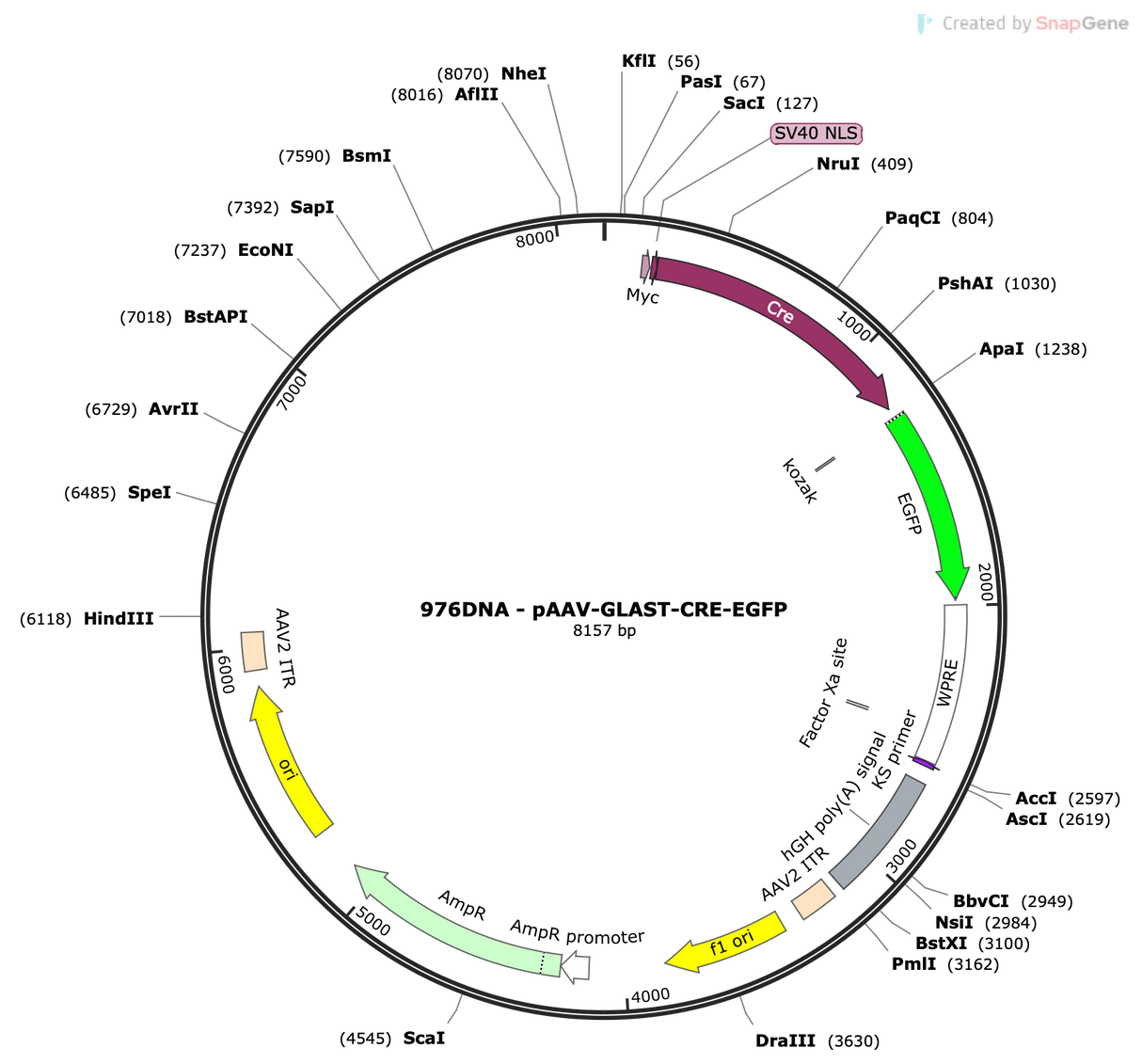 AAV-GLAST-CRE-EGFP