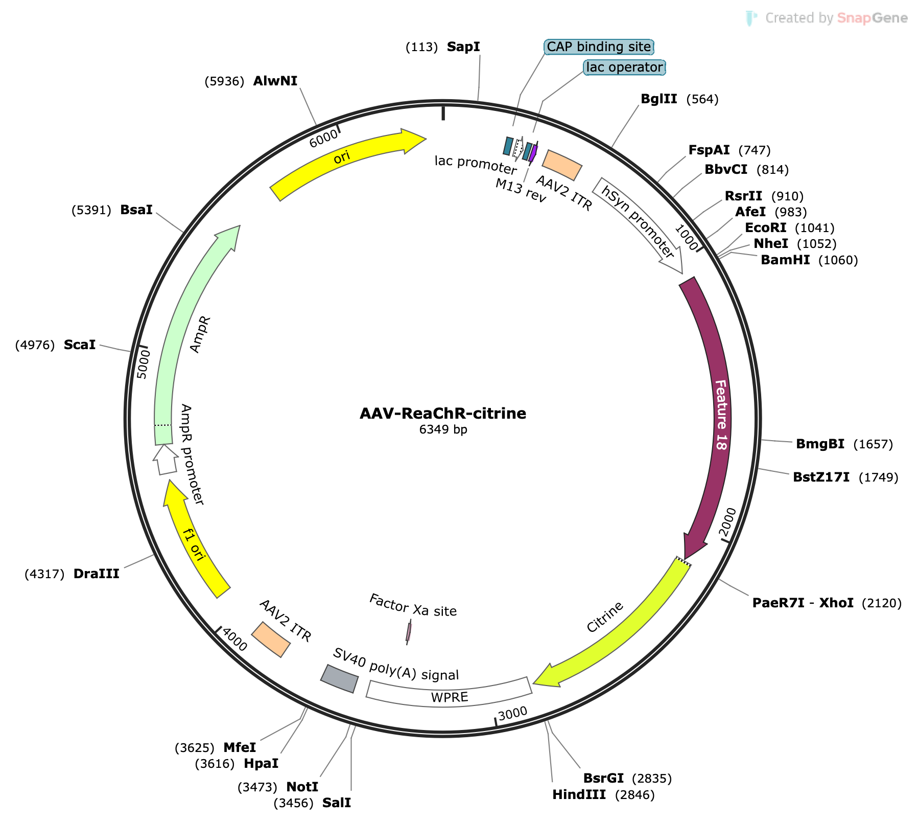 AAV-hSyn-ReaChR-Citrine