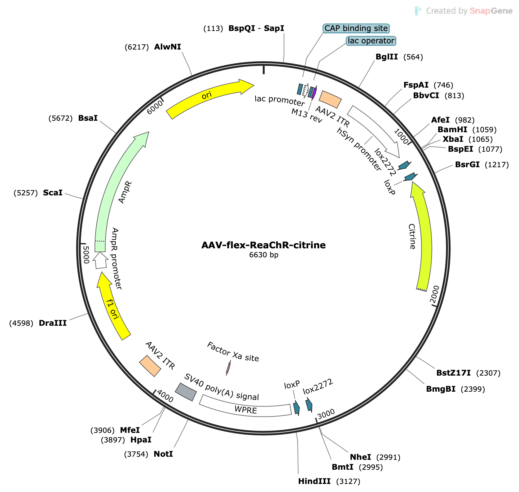 AAV-Syn-Flex-ReaChR-Citrine