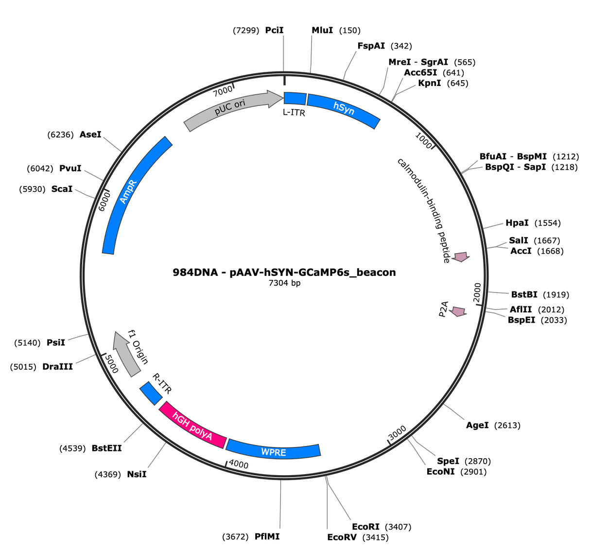 AAV-hSyn-GCaMP6s_beacon