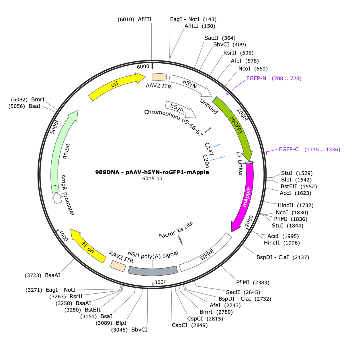 AAV-hSYN-roGFP1-mApple