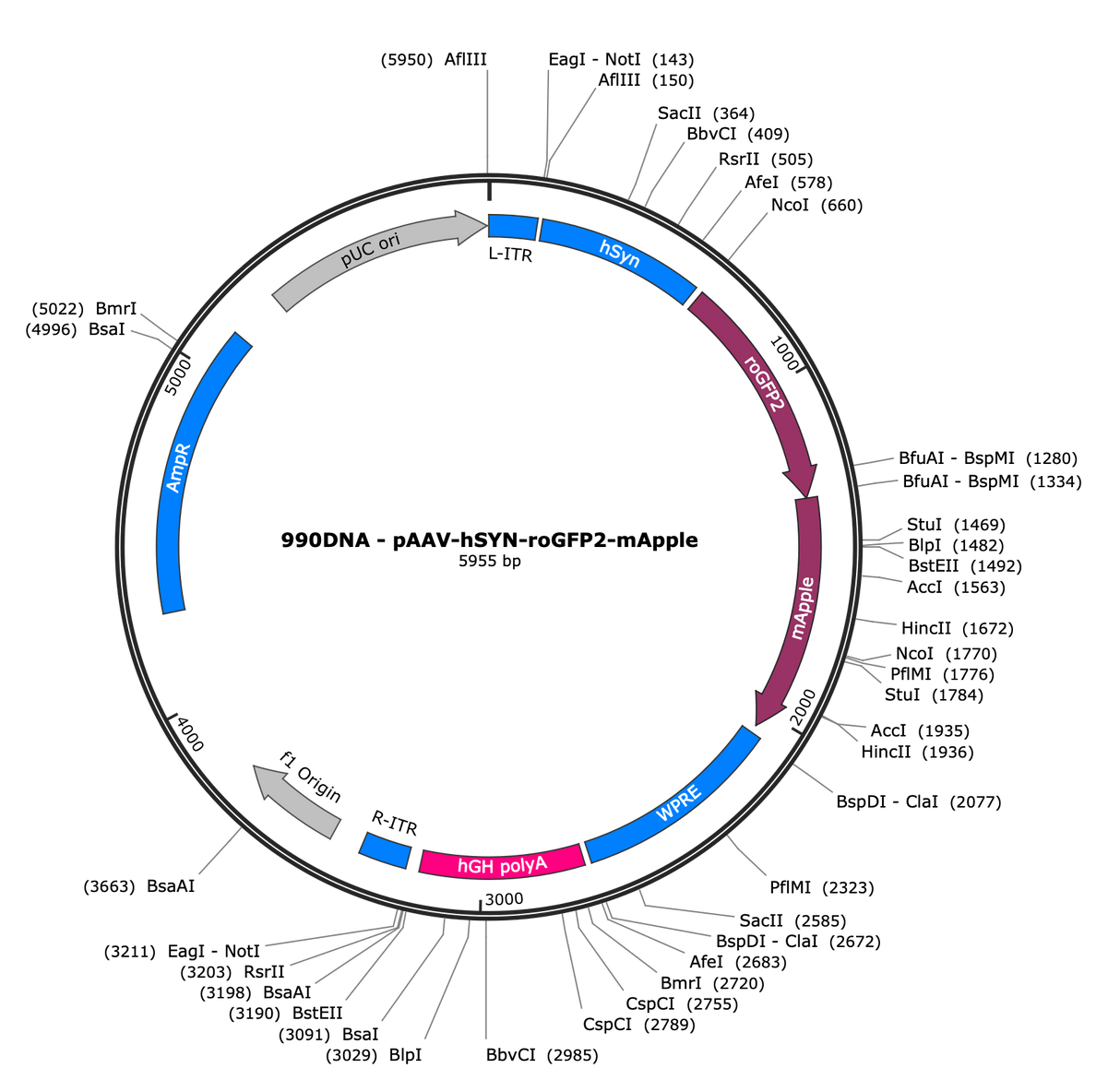AAV-hSYN-roGFP2-mApple