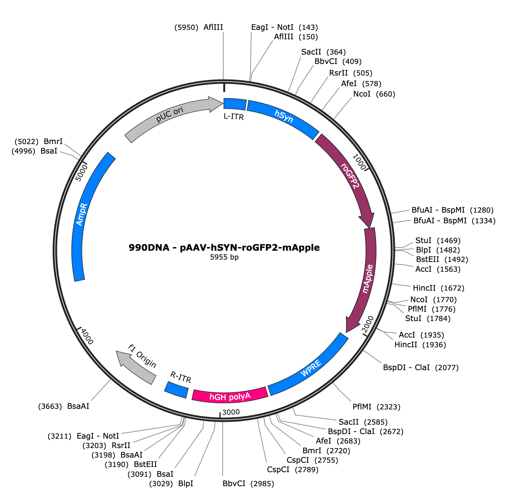 AAV-hSYN-roGFP2-mApple