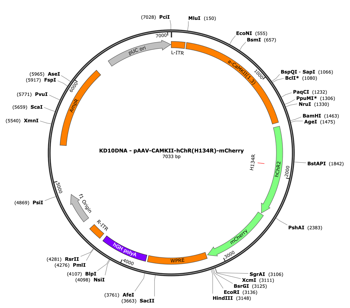 AAV-CaMKIIa-hChR2(H134R)-mCherry