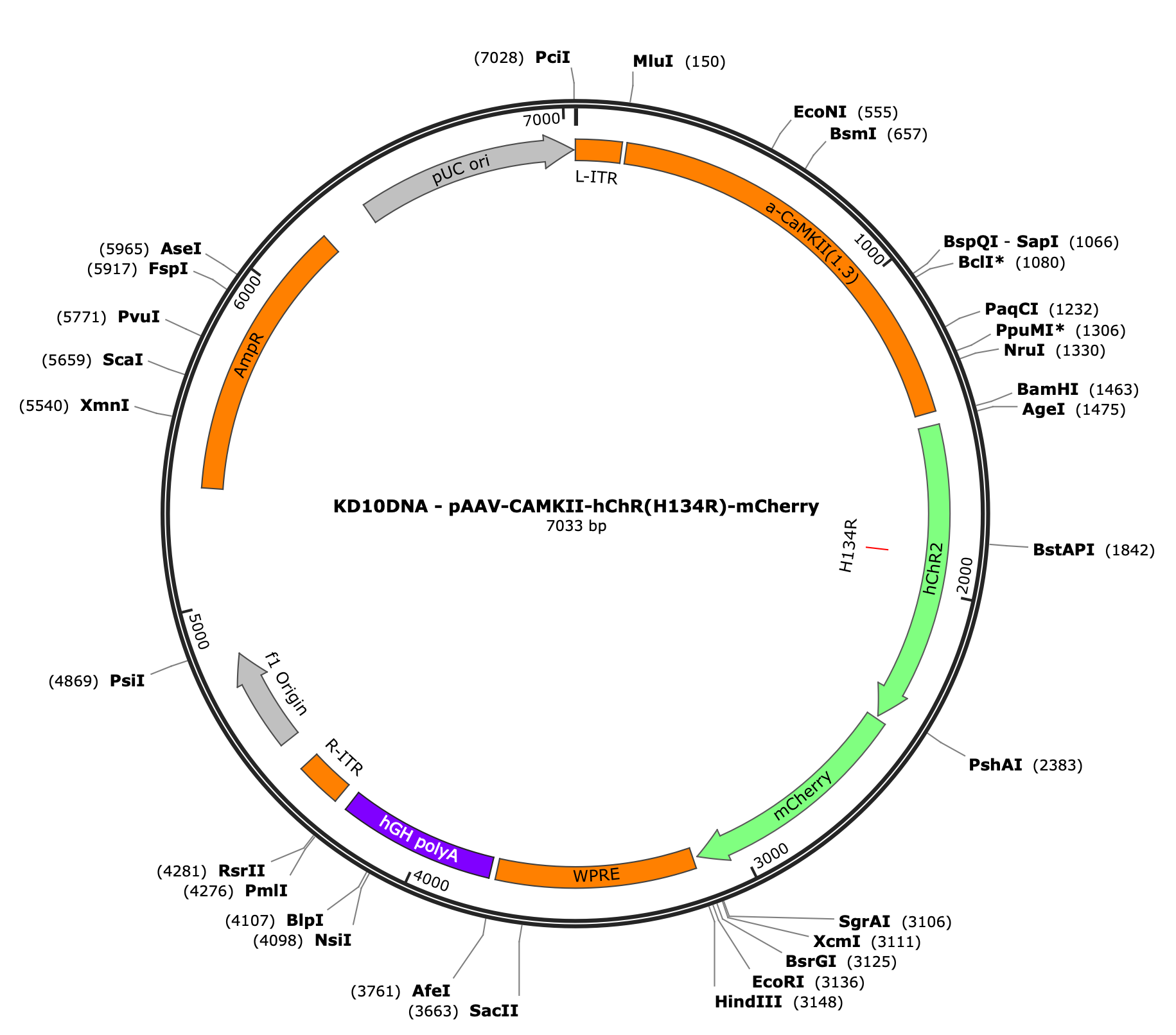 AAV-CaMKIIa-hChR2(H134R)-mCherry