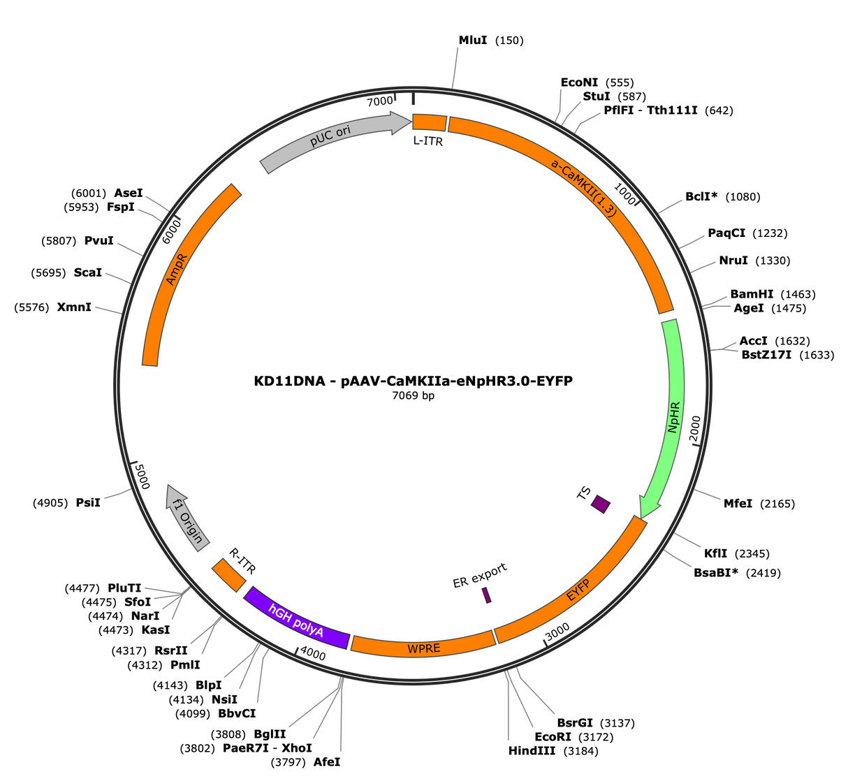 AAV-CaMKIIa-eNpHR3.0-EYFP